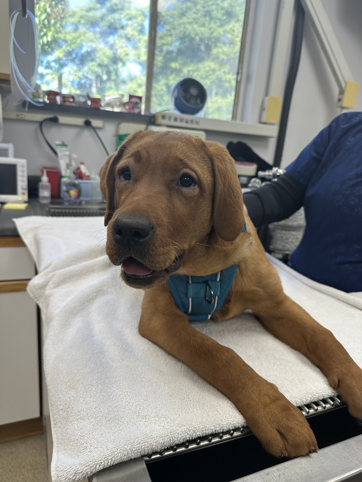 Livermore Family Pet Hospital Livermore