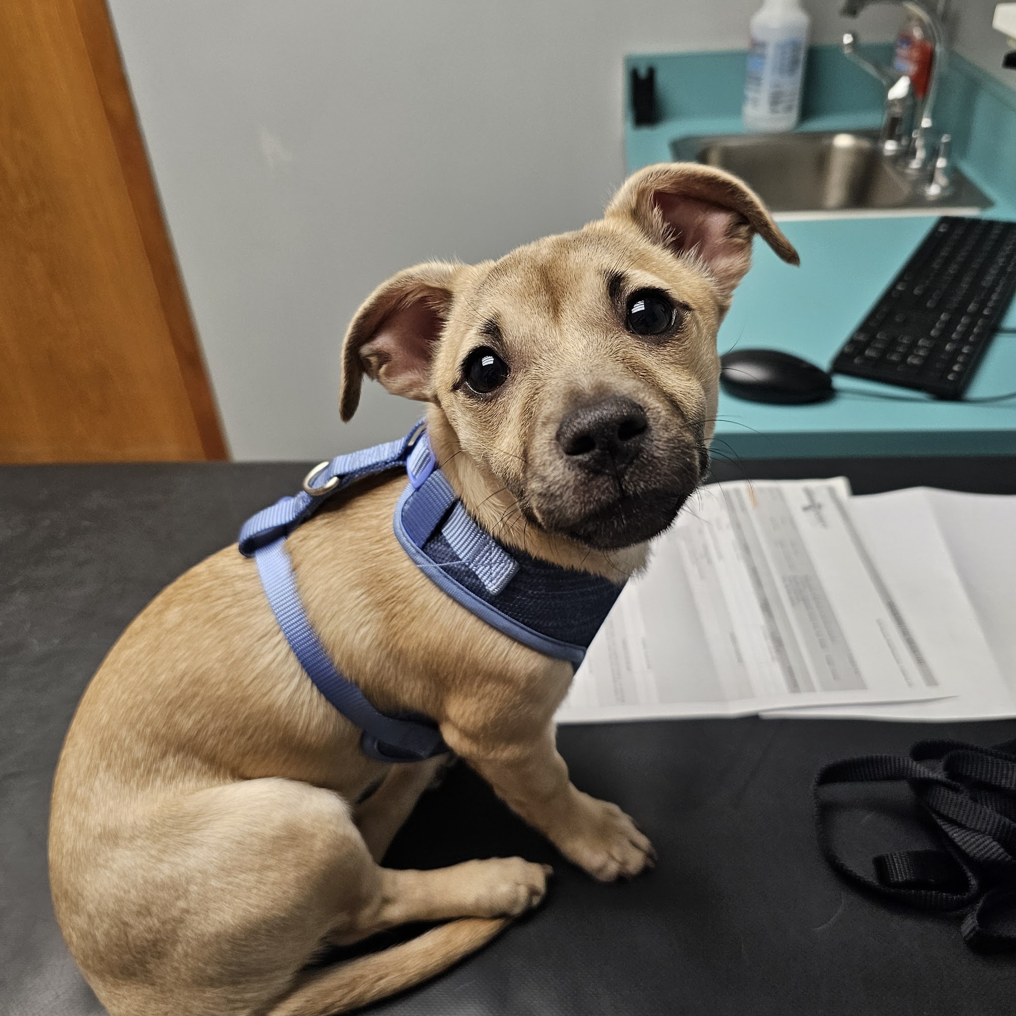 Adobe Pet Hospital Livermore