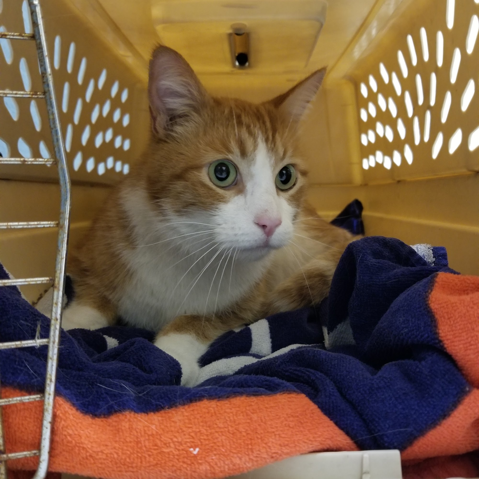 Animal Medical Center of Livermore Livermore