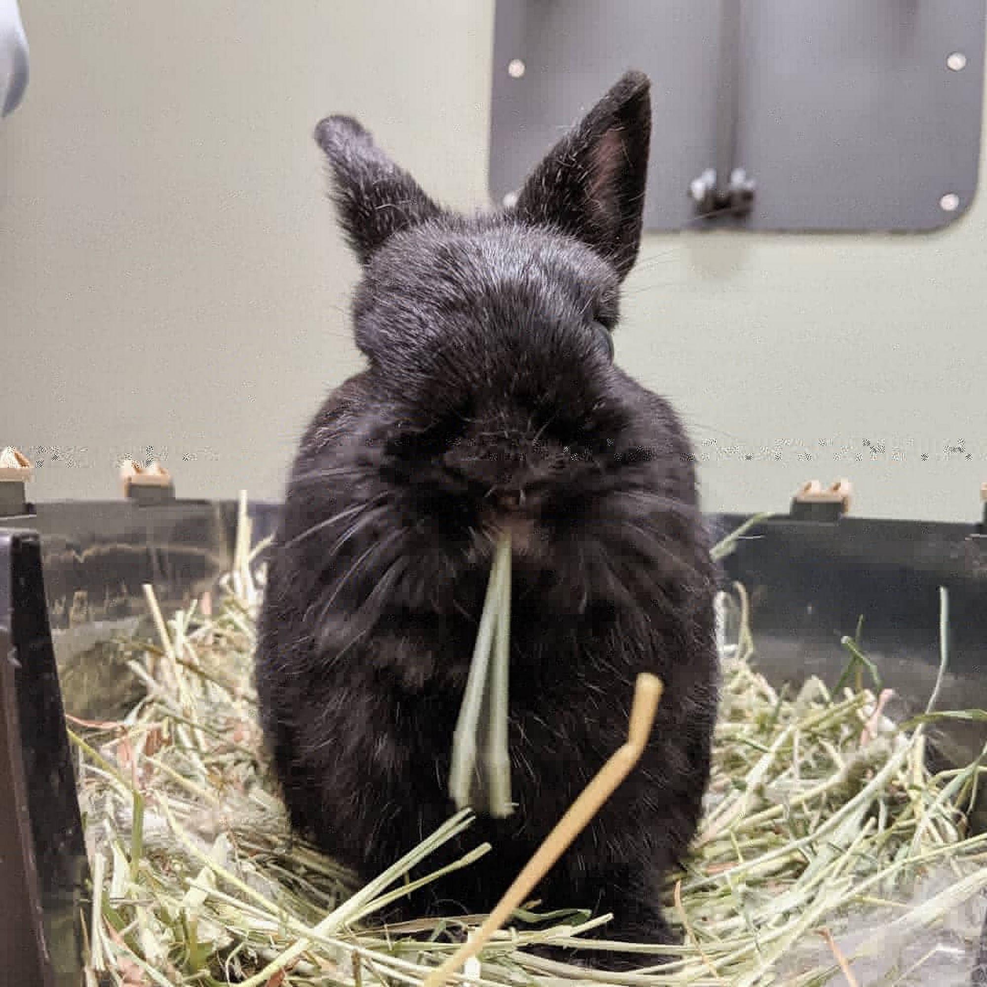 Ohana Animal Hospital Livermore