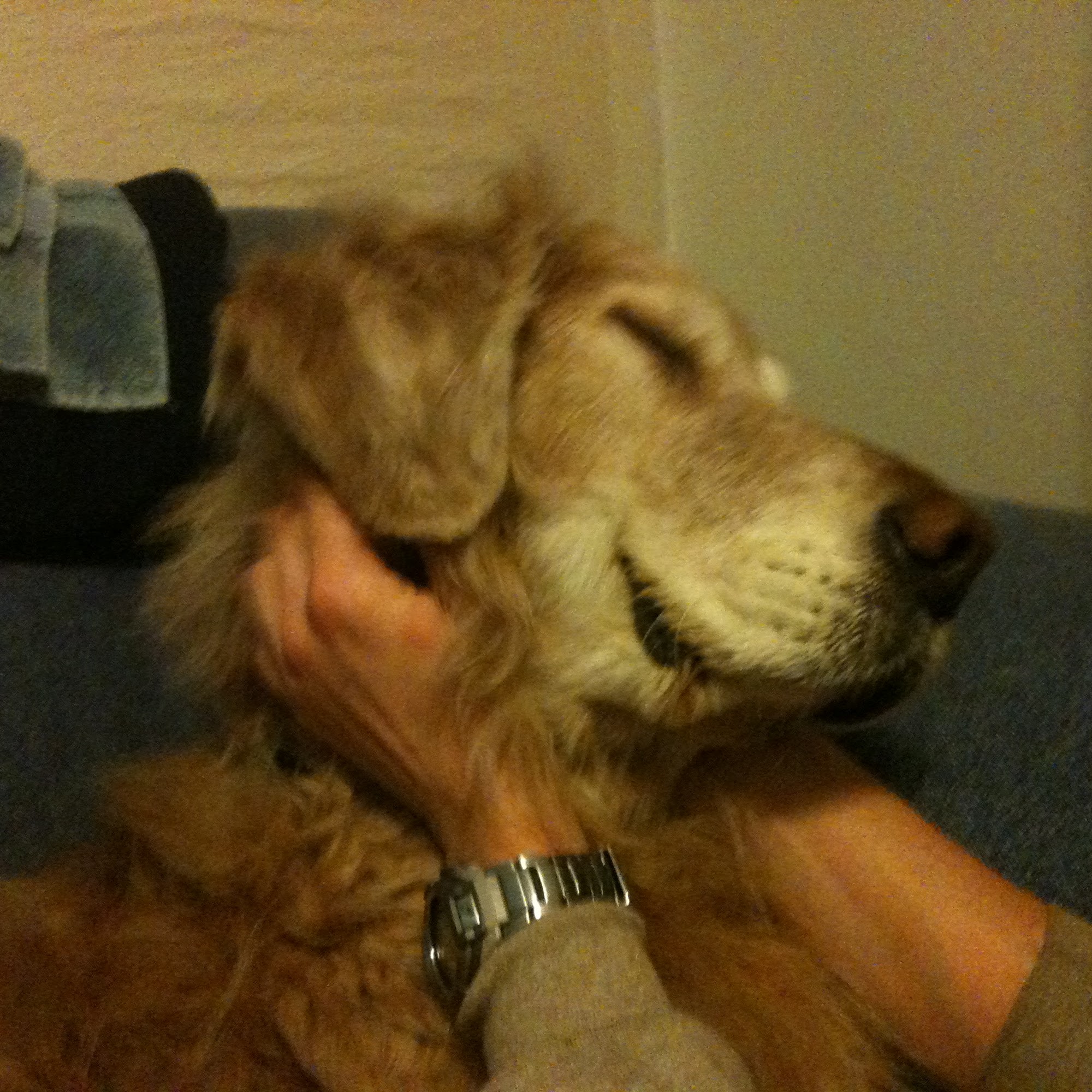 Integrative Veterinary Care Livermore