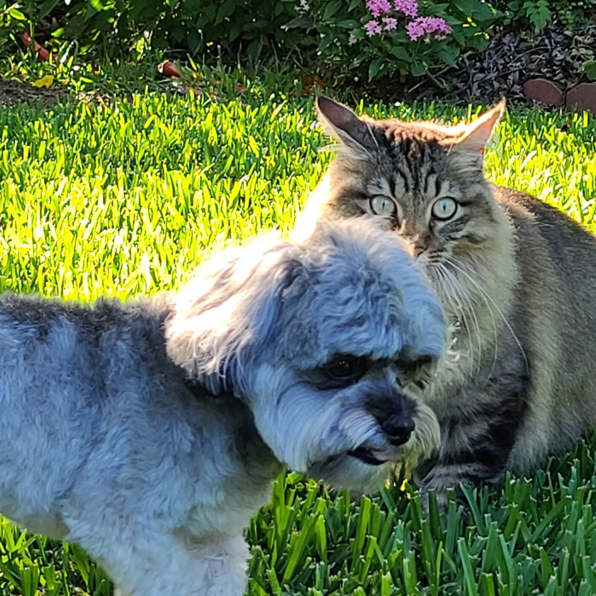 Pampered Poodle Livermore