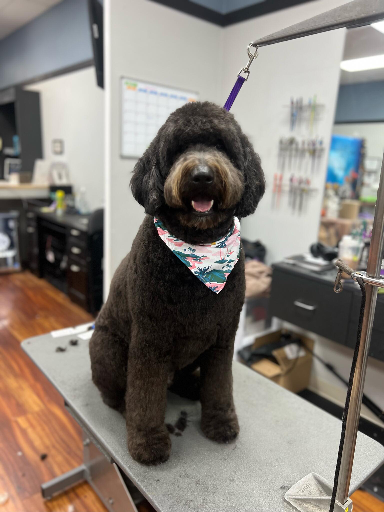 Muddy Paws Grooming -Livermore Livermore