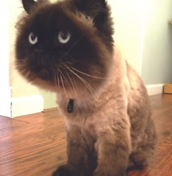 Catastrophe Cat Grooming Livermore