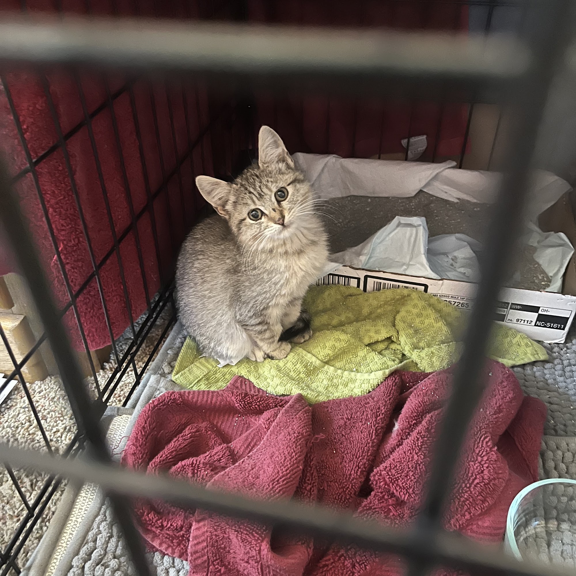 Animal Hospital Lodi