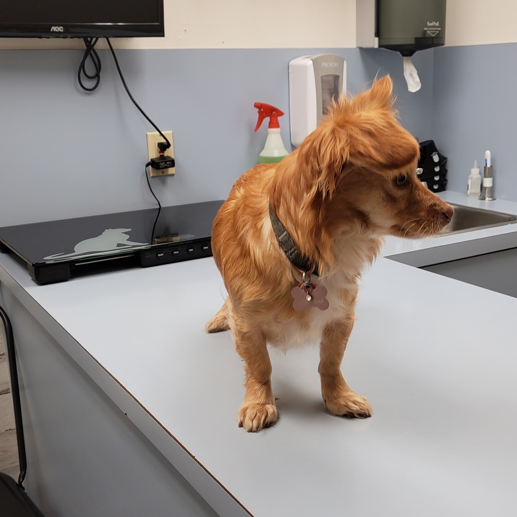 Harris Veterinary Hospital Lodi