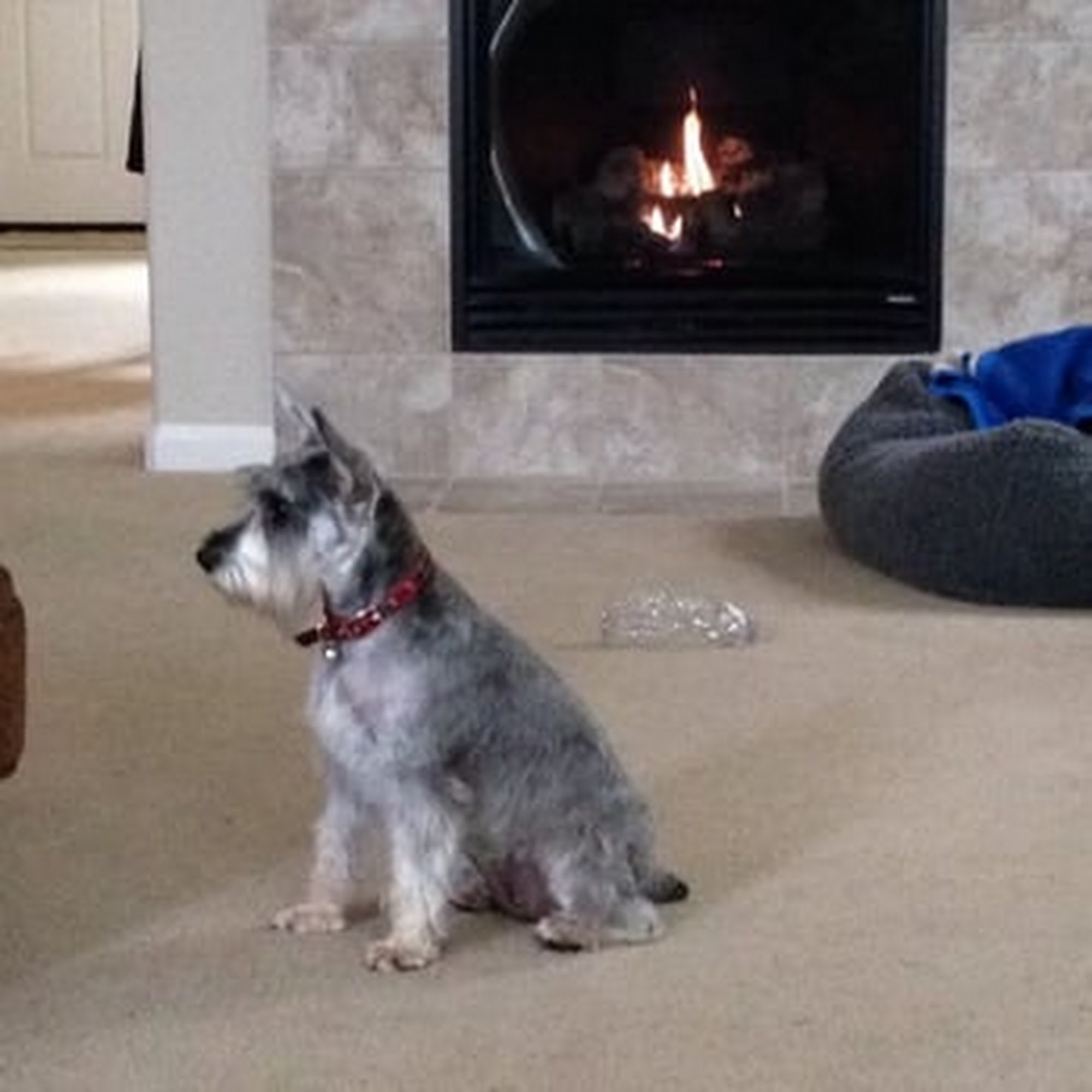 Diamond in the Ruff Grooming Spa Lodi