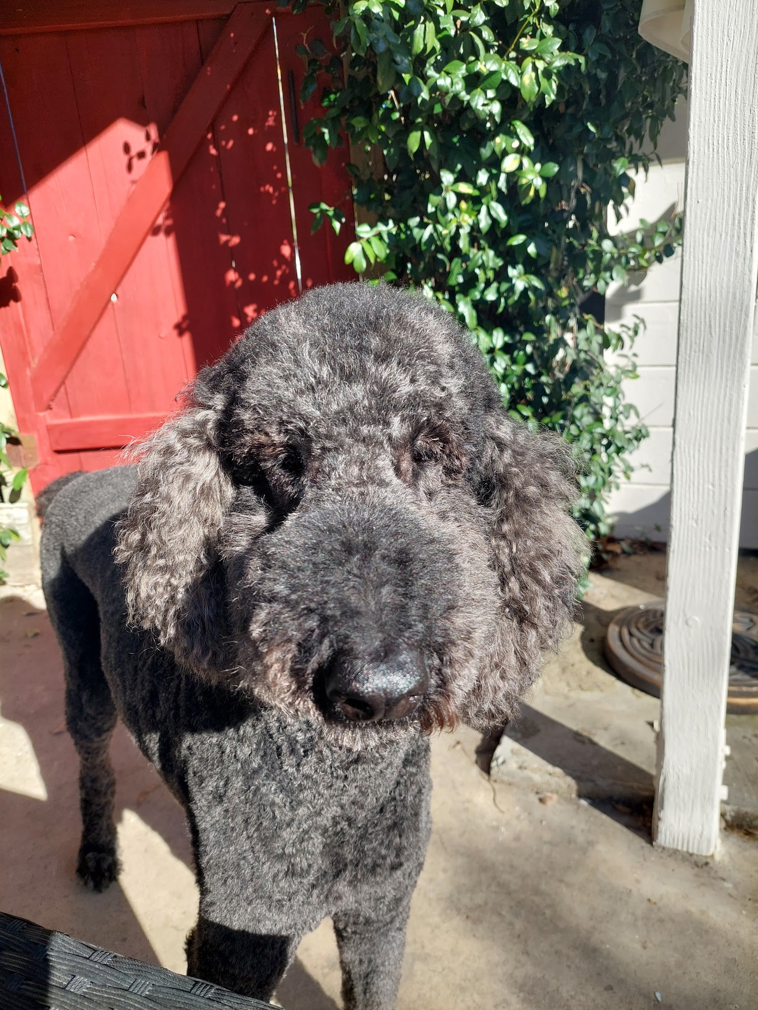 Diamond in the Ruff Grooming Spa Lodi