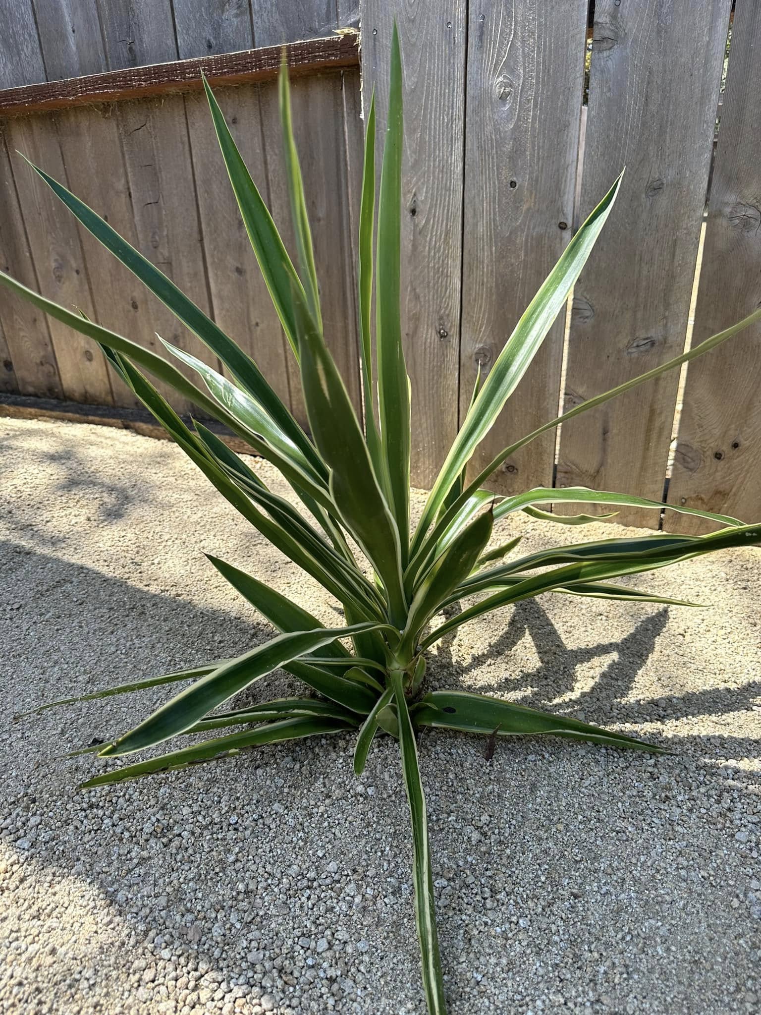 Exterior Design Landscape