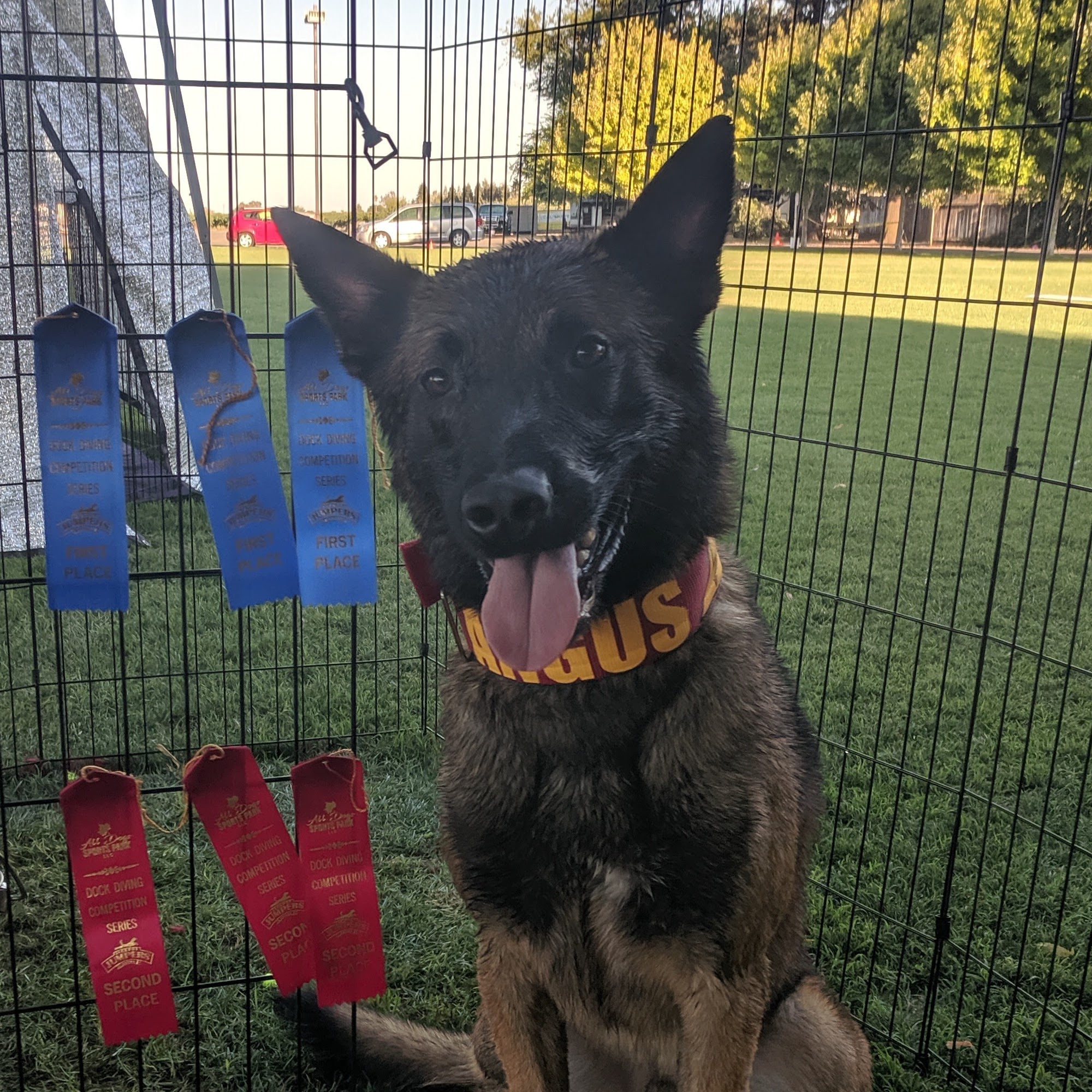 All Dogs Sports Park, LLC