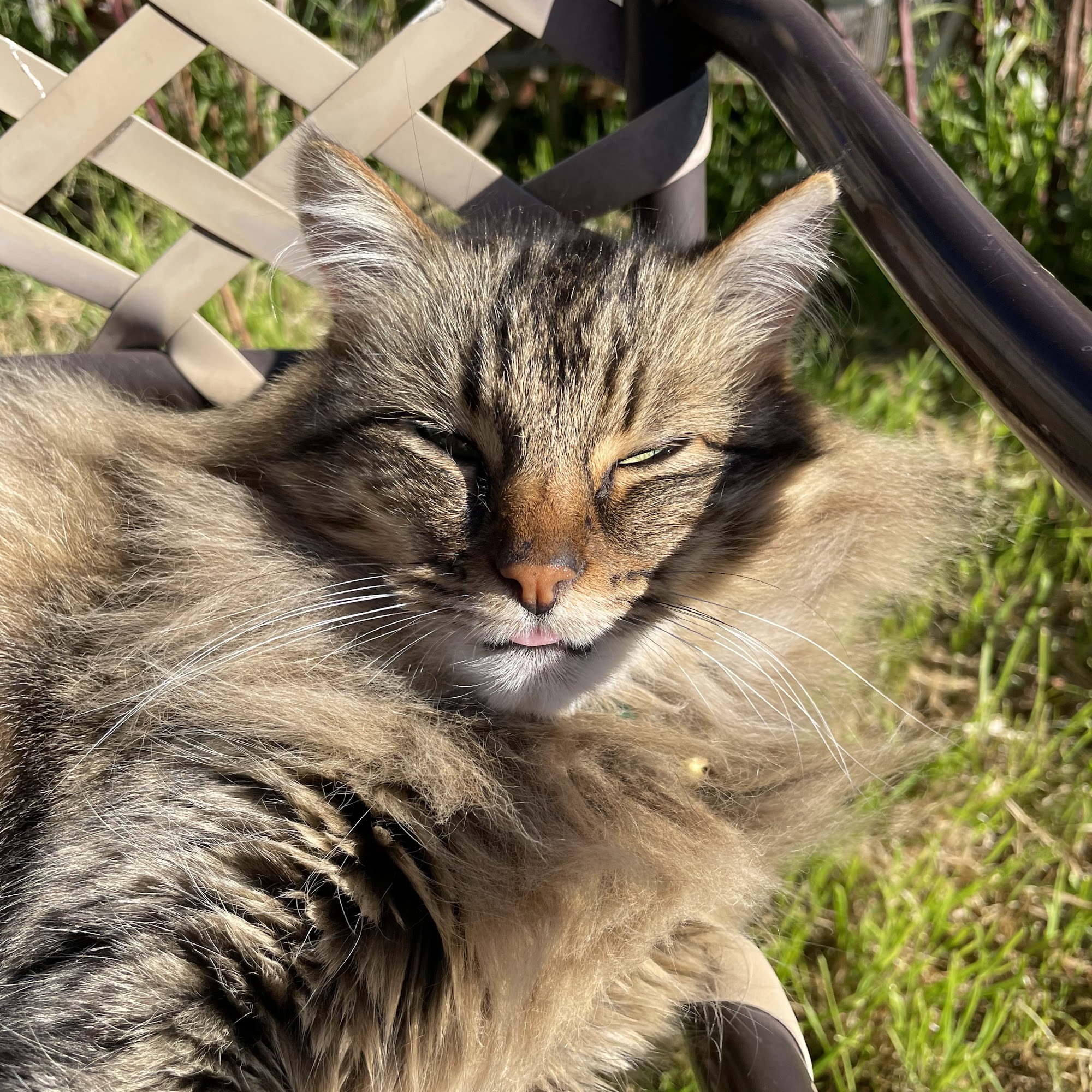 Village Veterinary Clinic Lompoc