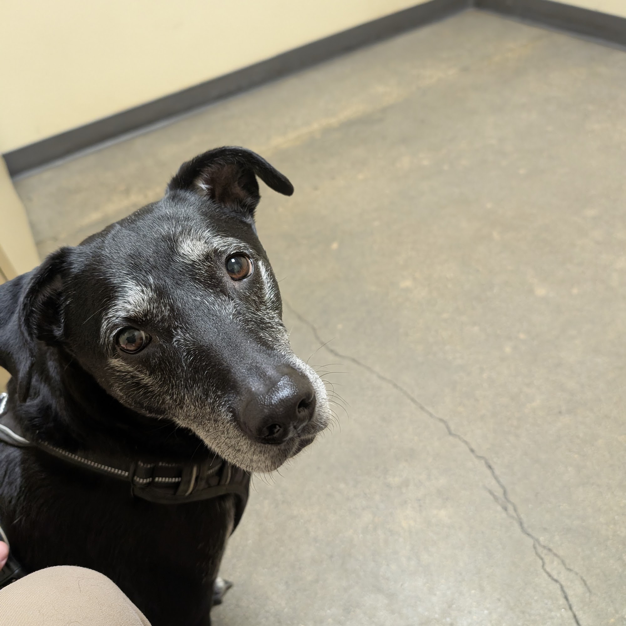 Animal Care Hospital Lompoc