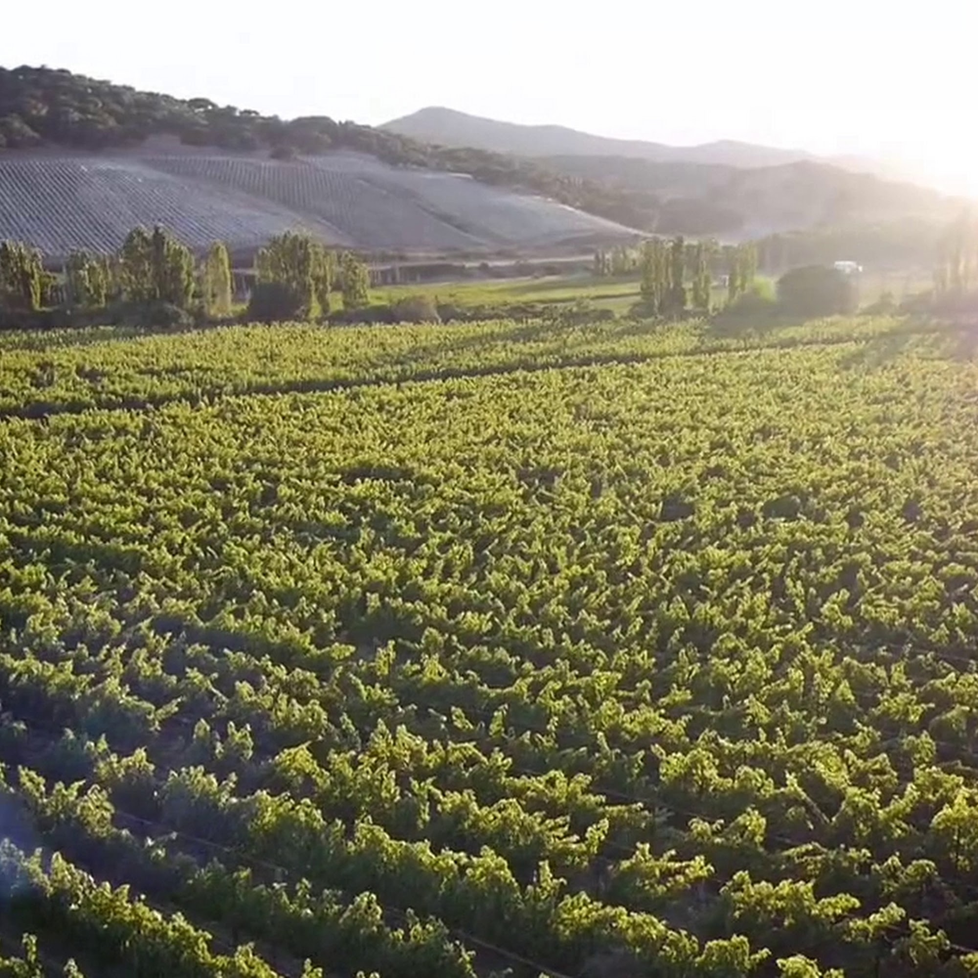 Dierberg Vineyard & Tasting Room Lompoc