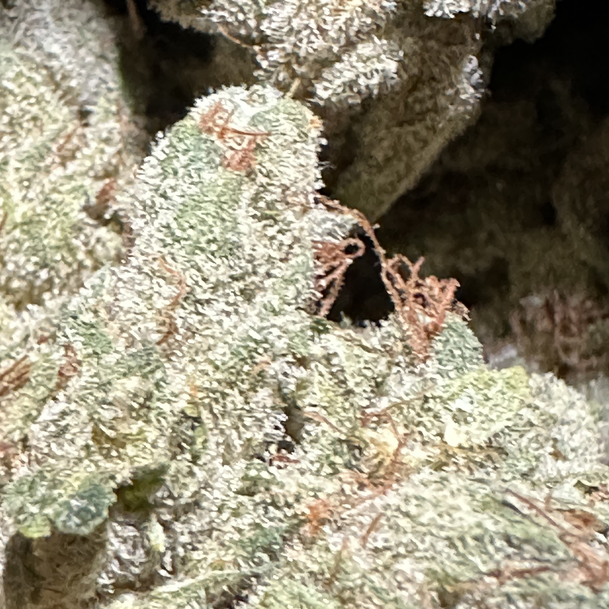 Bleu Diamond Delivery Lompoc