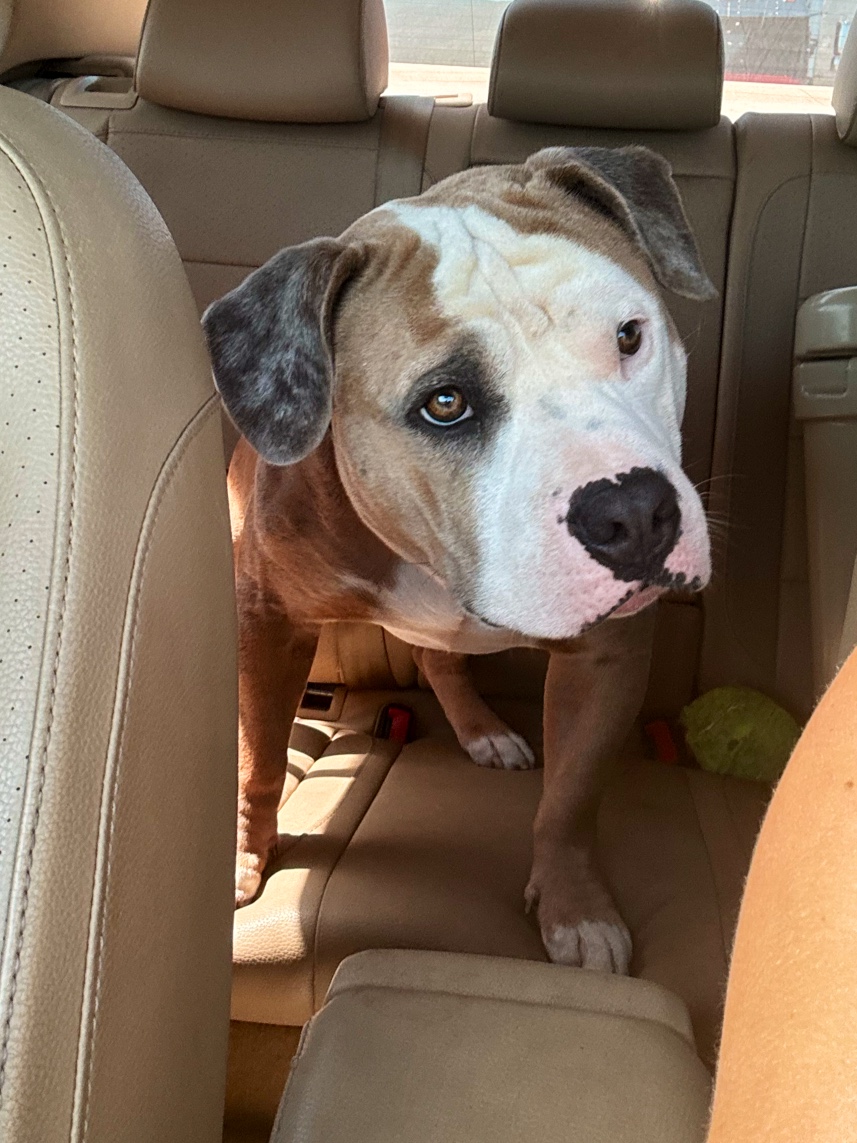 Belmont LaunderPet Long Beach