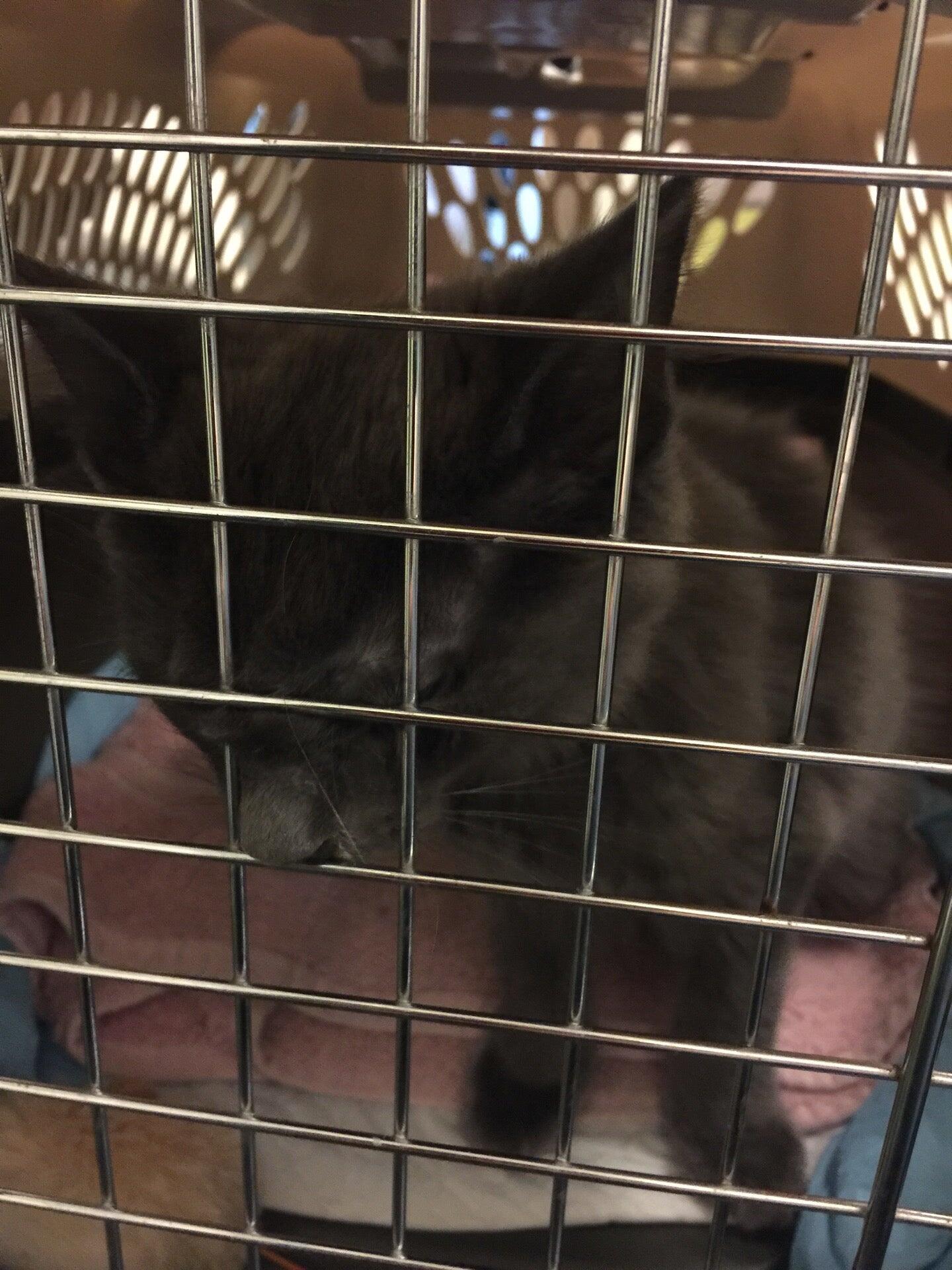 Primary Care Animal Hospital Long Beach