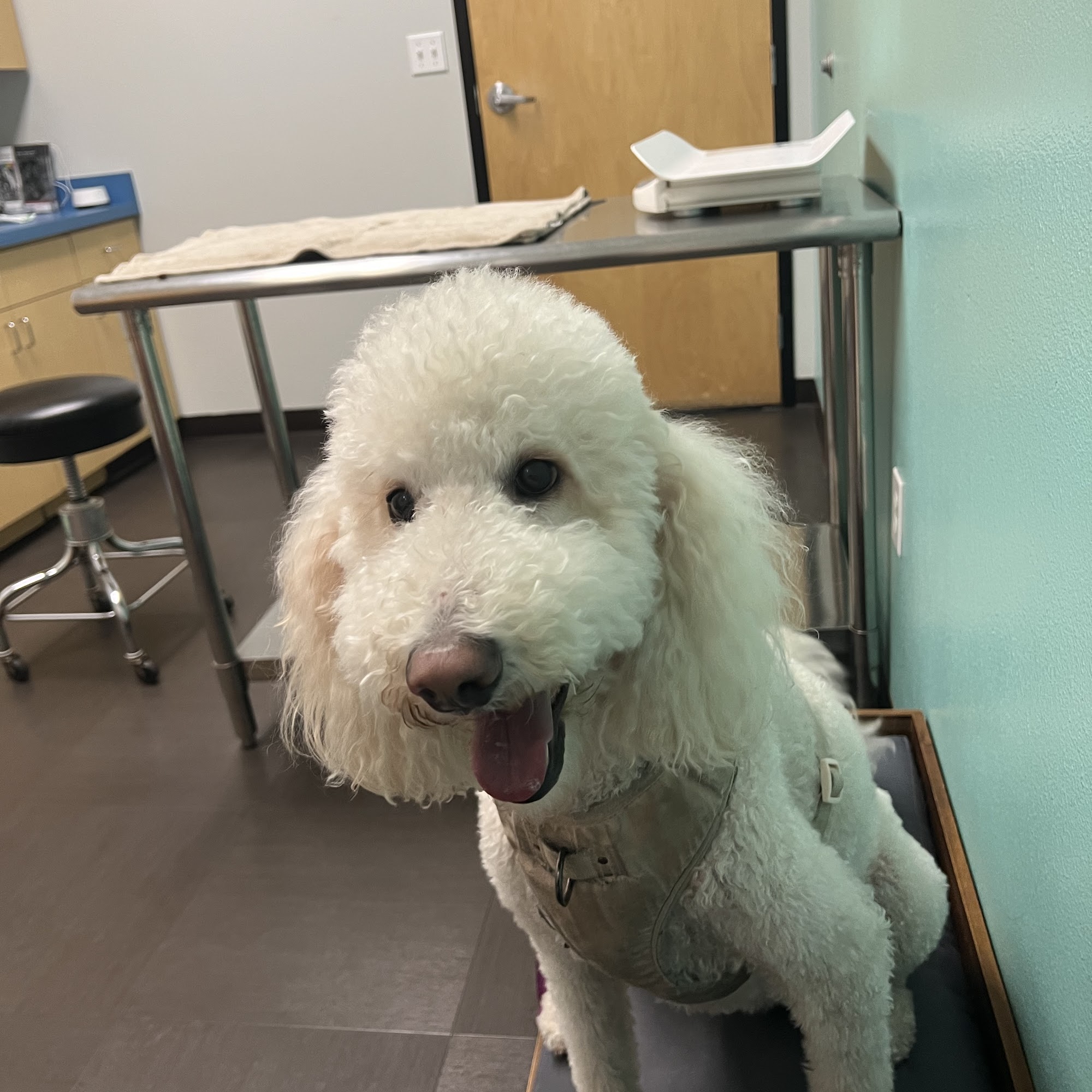 Belmont Shore Veterinary Hospital Long Beach