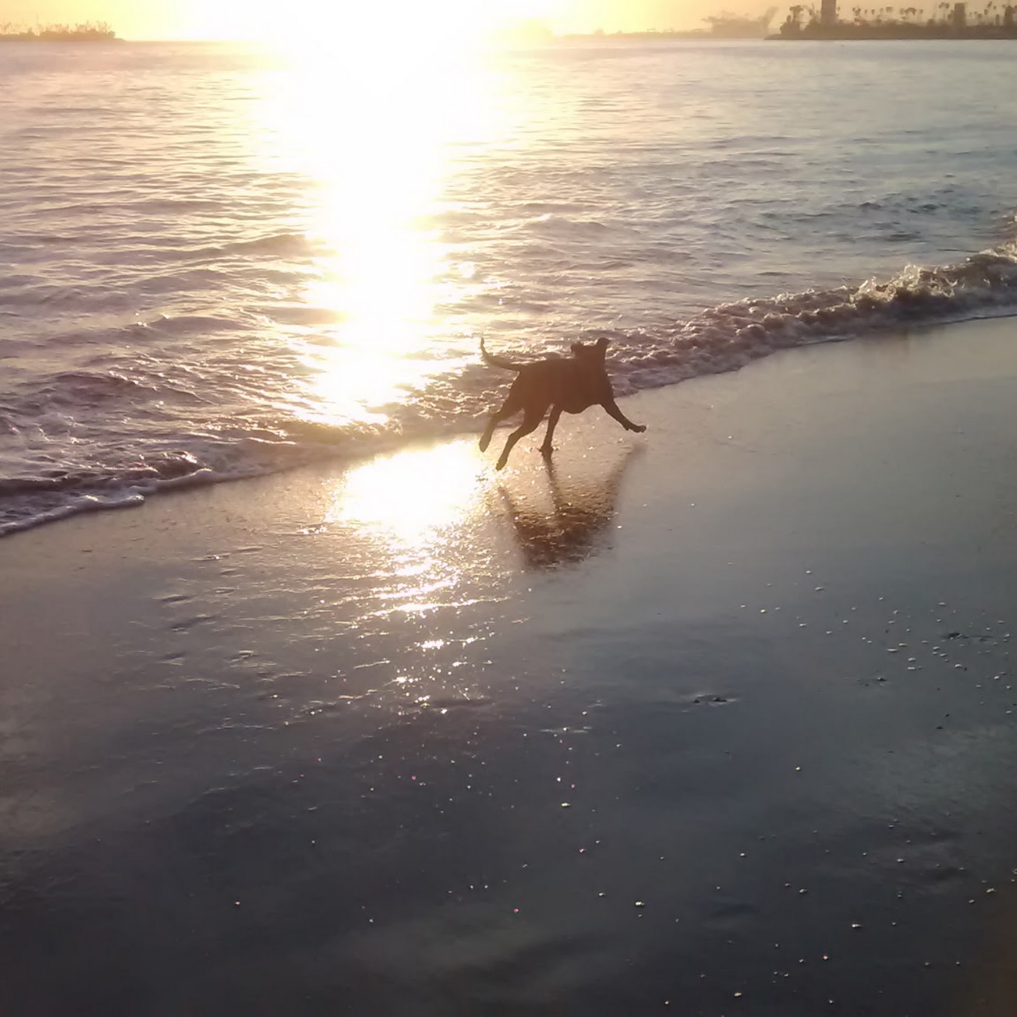 Rosie's Dog Beach Long Beach