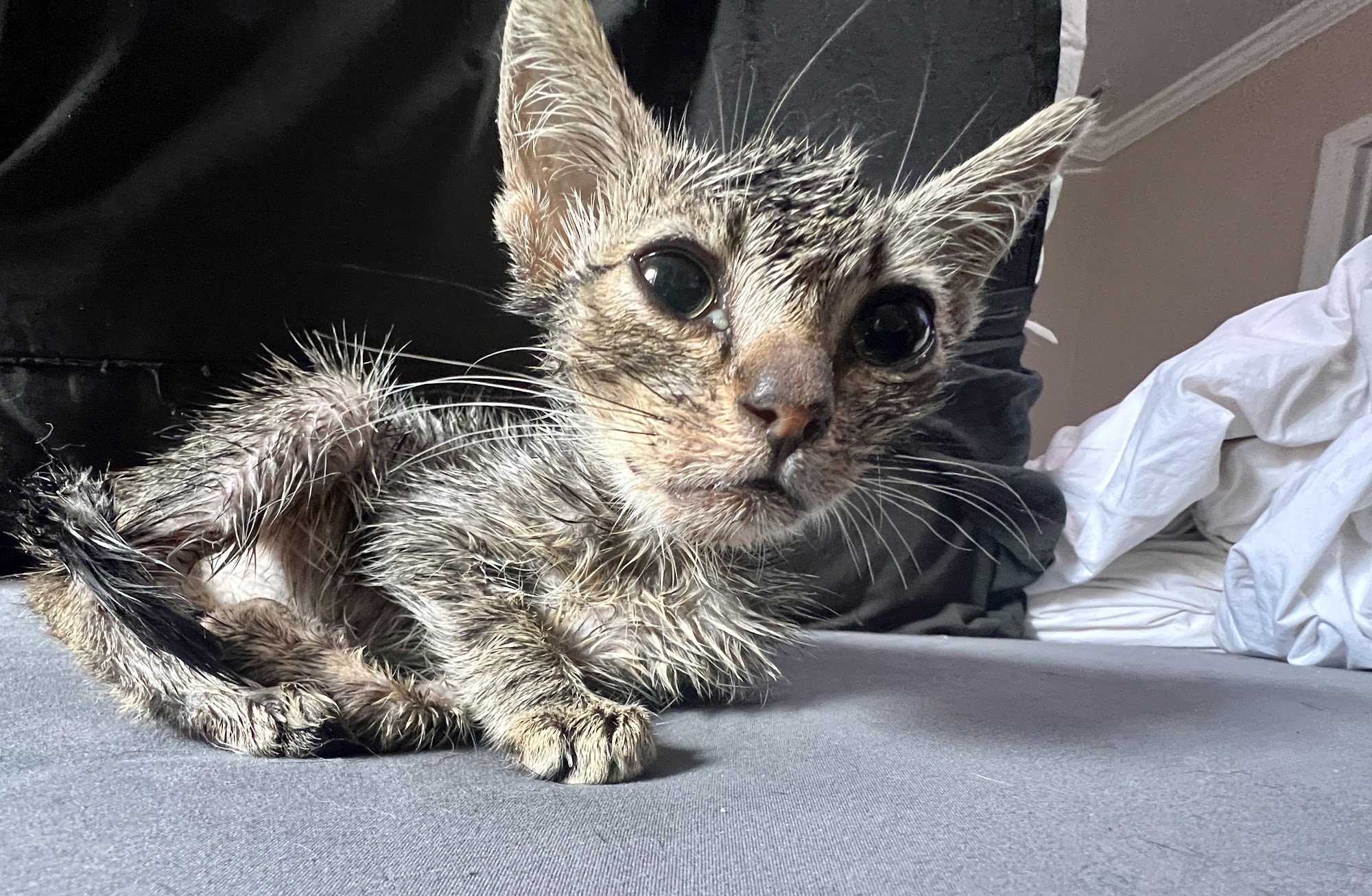 Los Coyotes Pet Hospital Long Beach