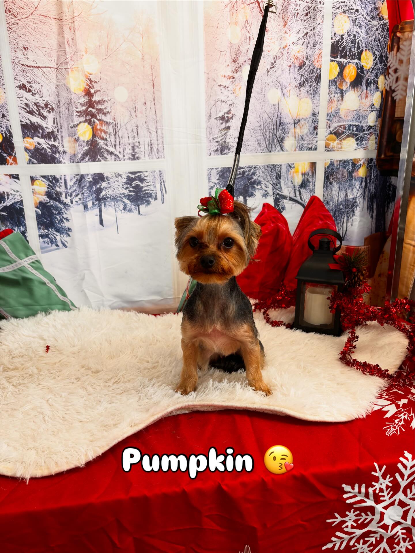 Für Babes Spa Pet Grooming Long Beach