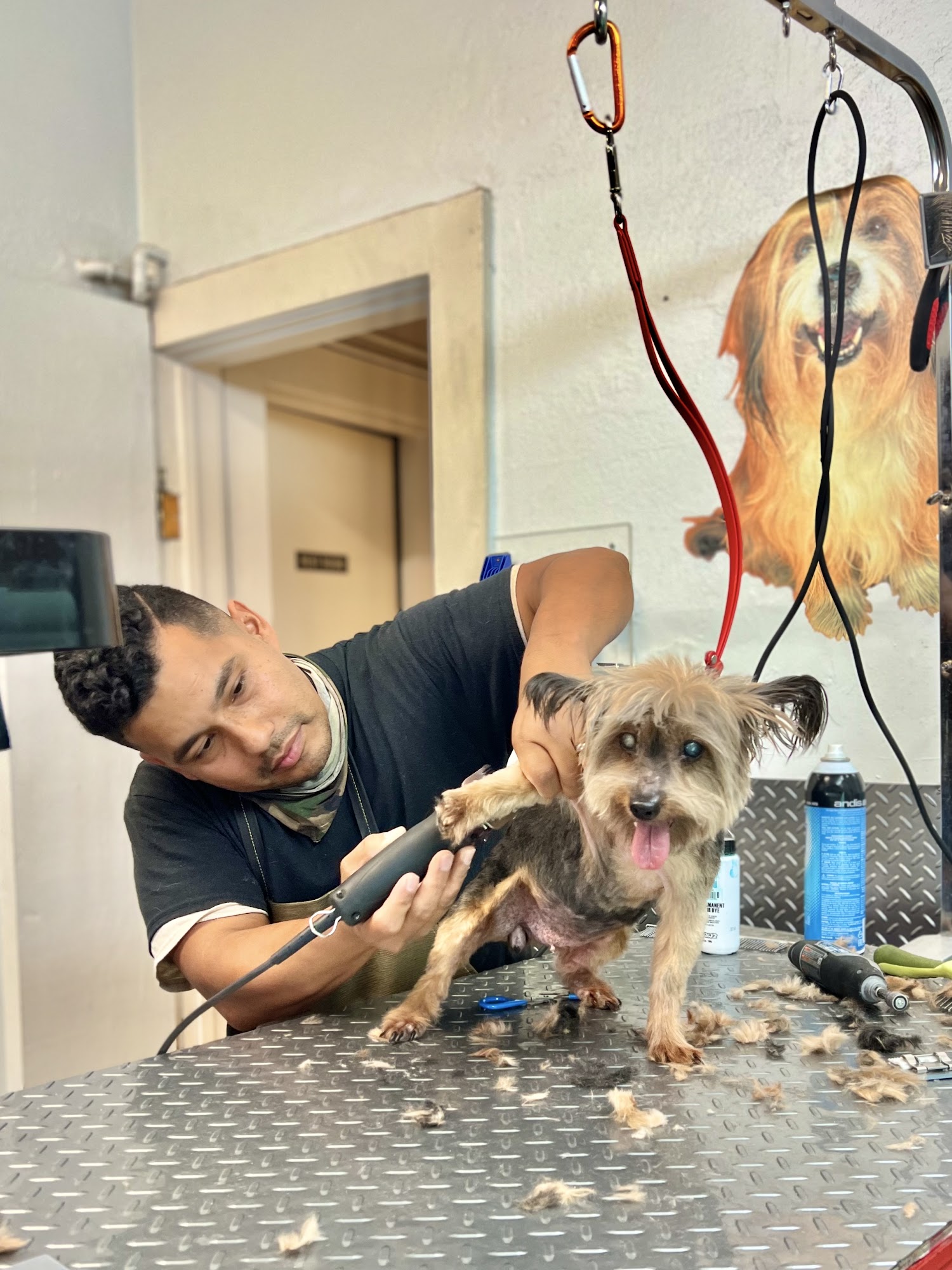 Furry Rascals Grooming Long Beach