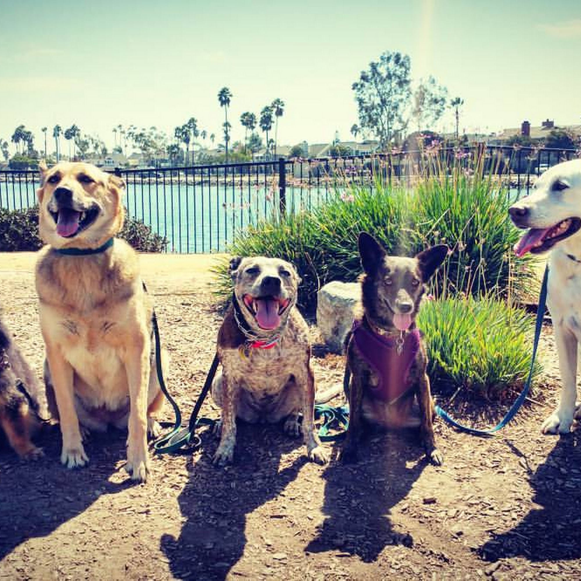 Long Beach Pet Care Long Beach