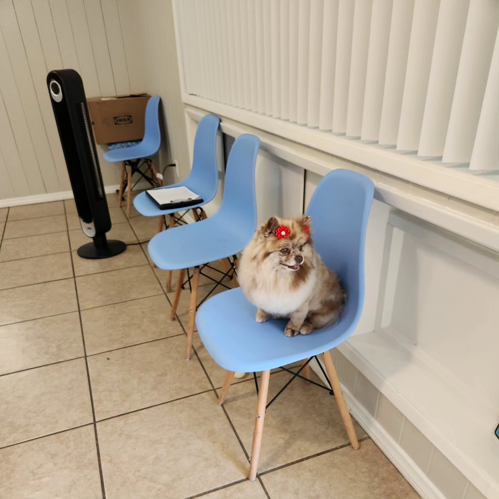 A Pups Dream Dog Grooming LLC Long Beach