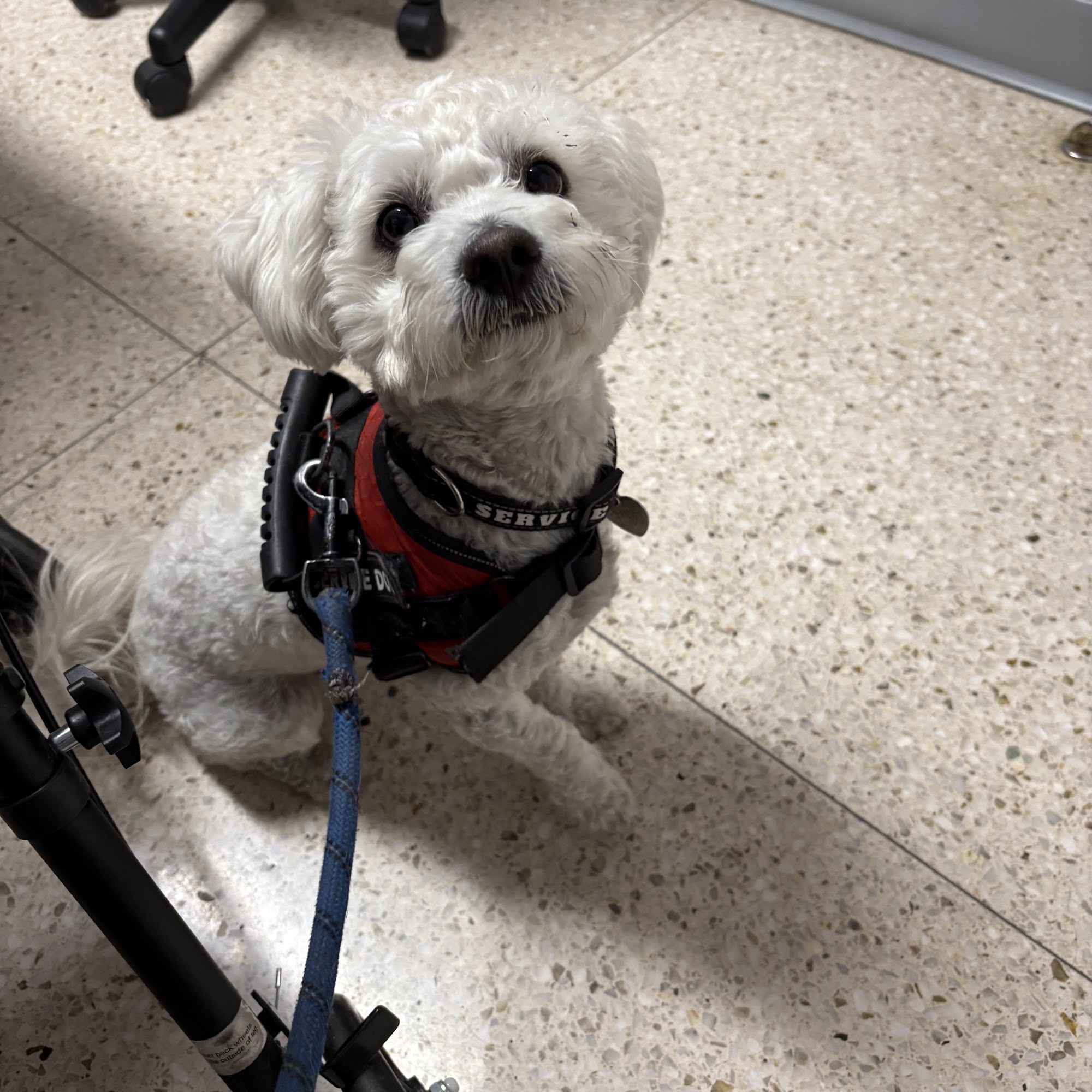 Magnolia Animal Hospital Long Beach