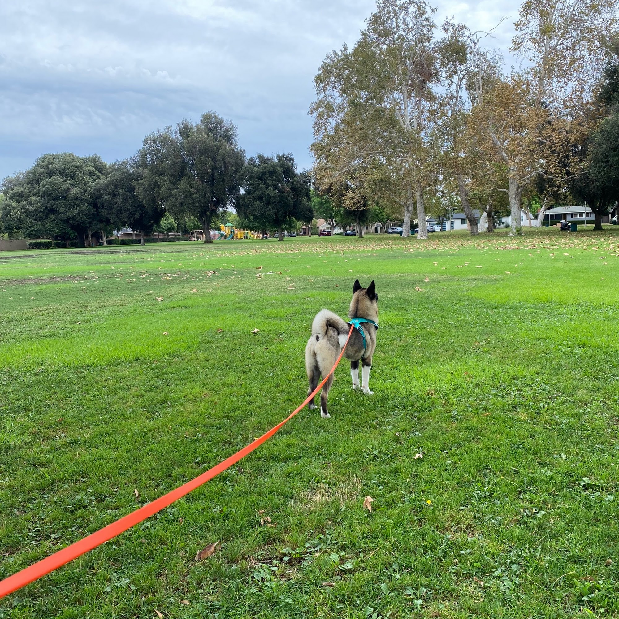 Pawsitive K9 Solutions LLC Long Beach