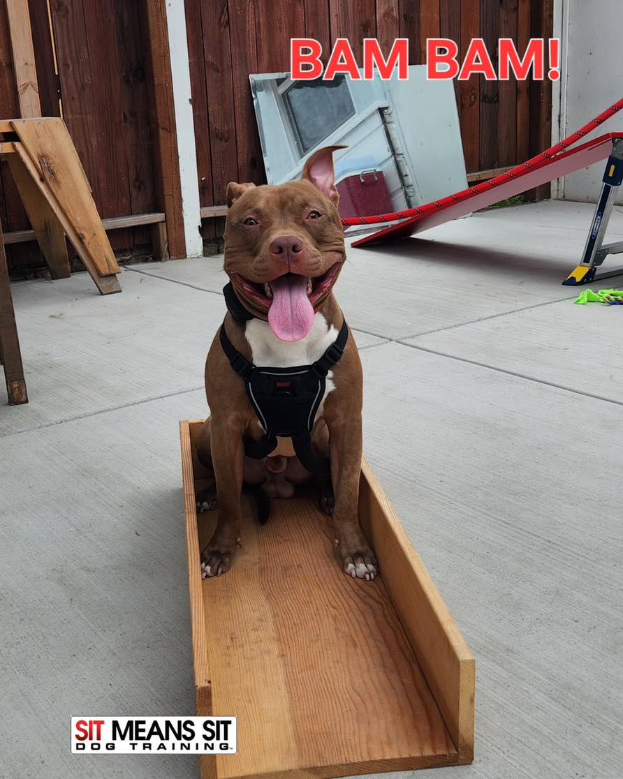 Sit Means Sit Dog Training Long Beach Long Beach