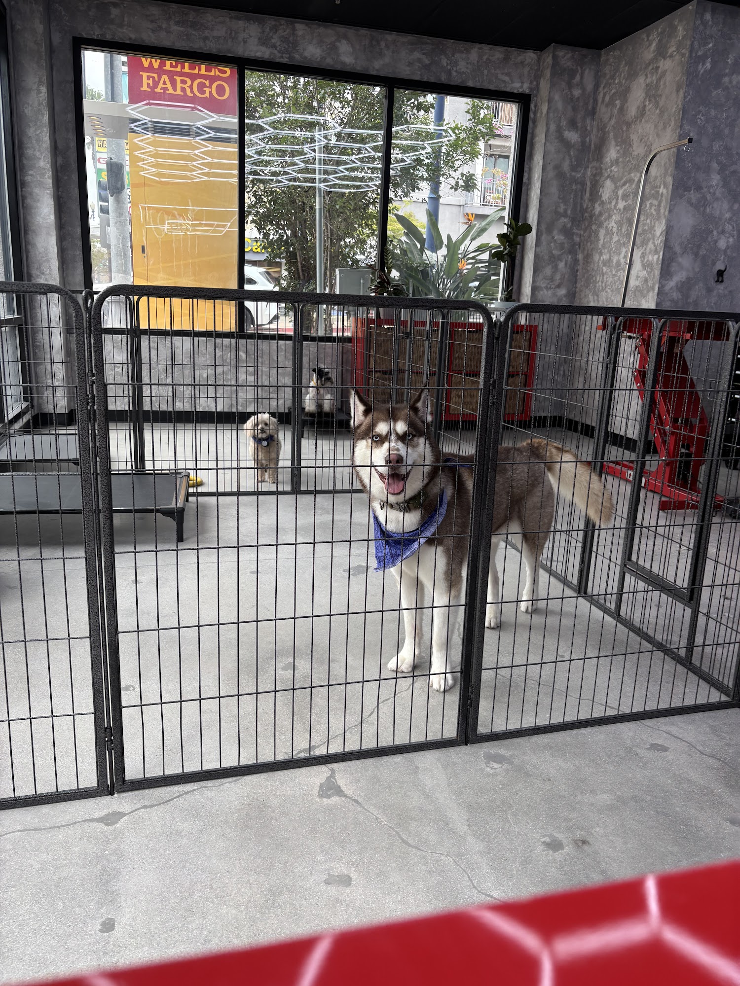 Long Beach Pet Grooming Long Beach