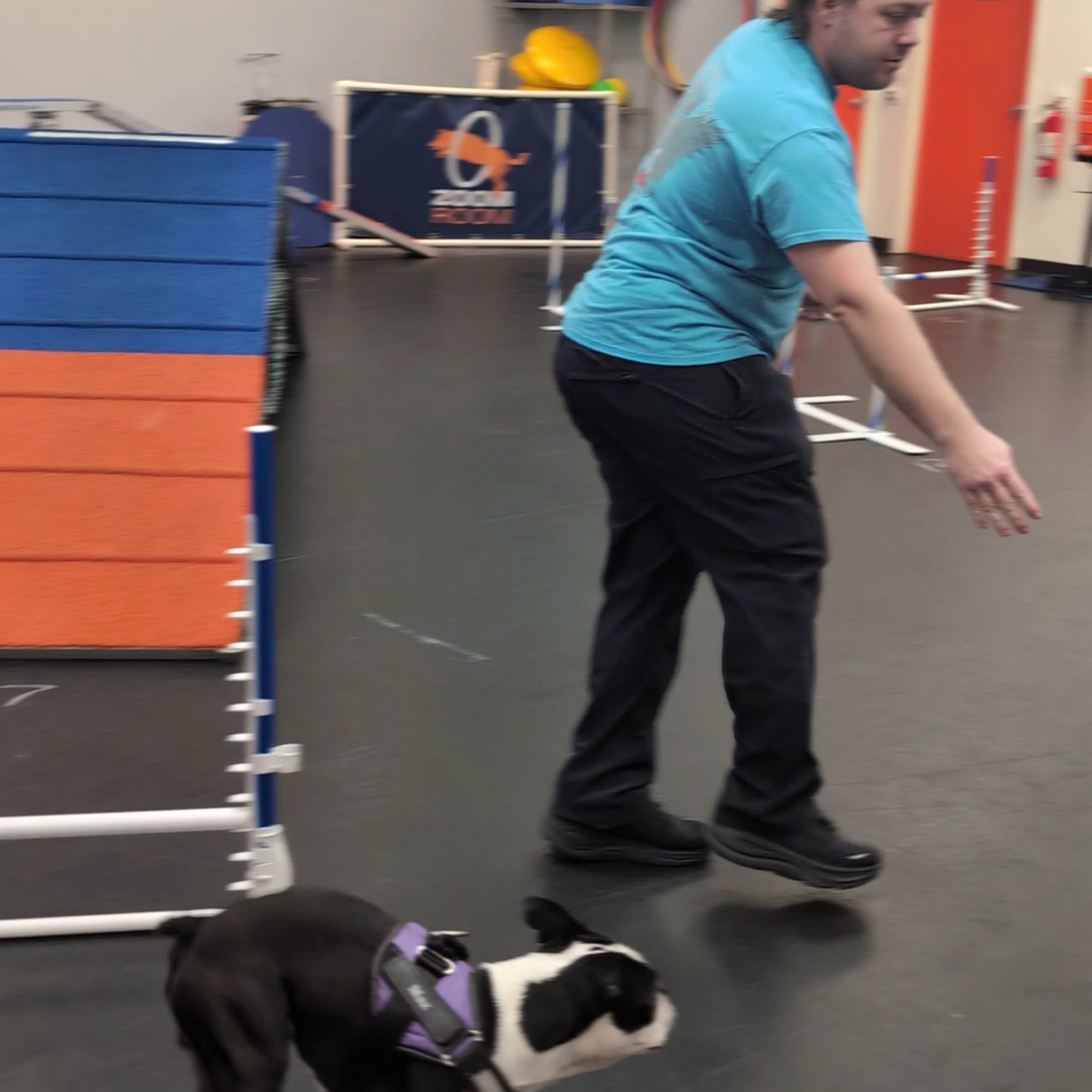 Zoom Room Dog Training Long Beach