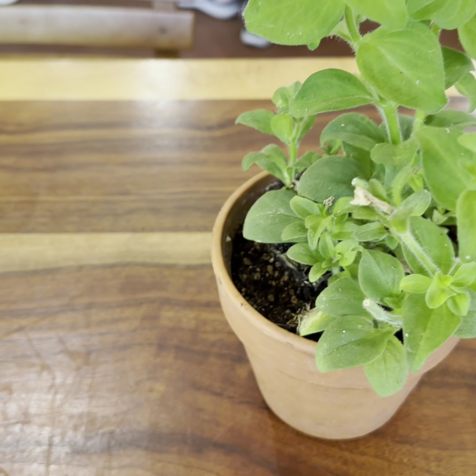 Flower Farm Cafe Loomis