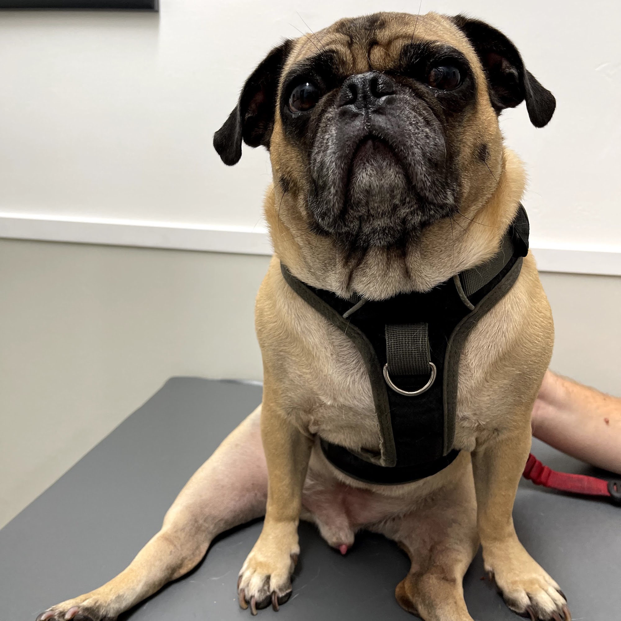 Little Cottonwood Animal Hospital Los Alamitos