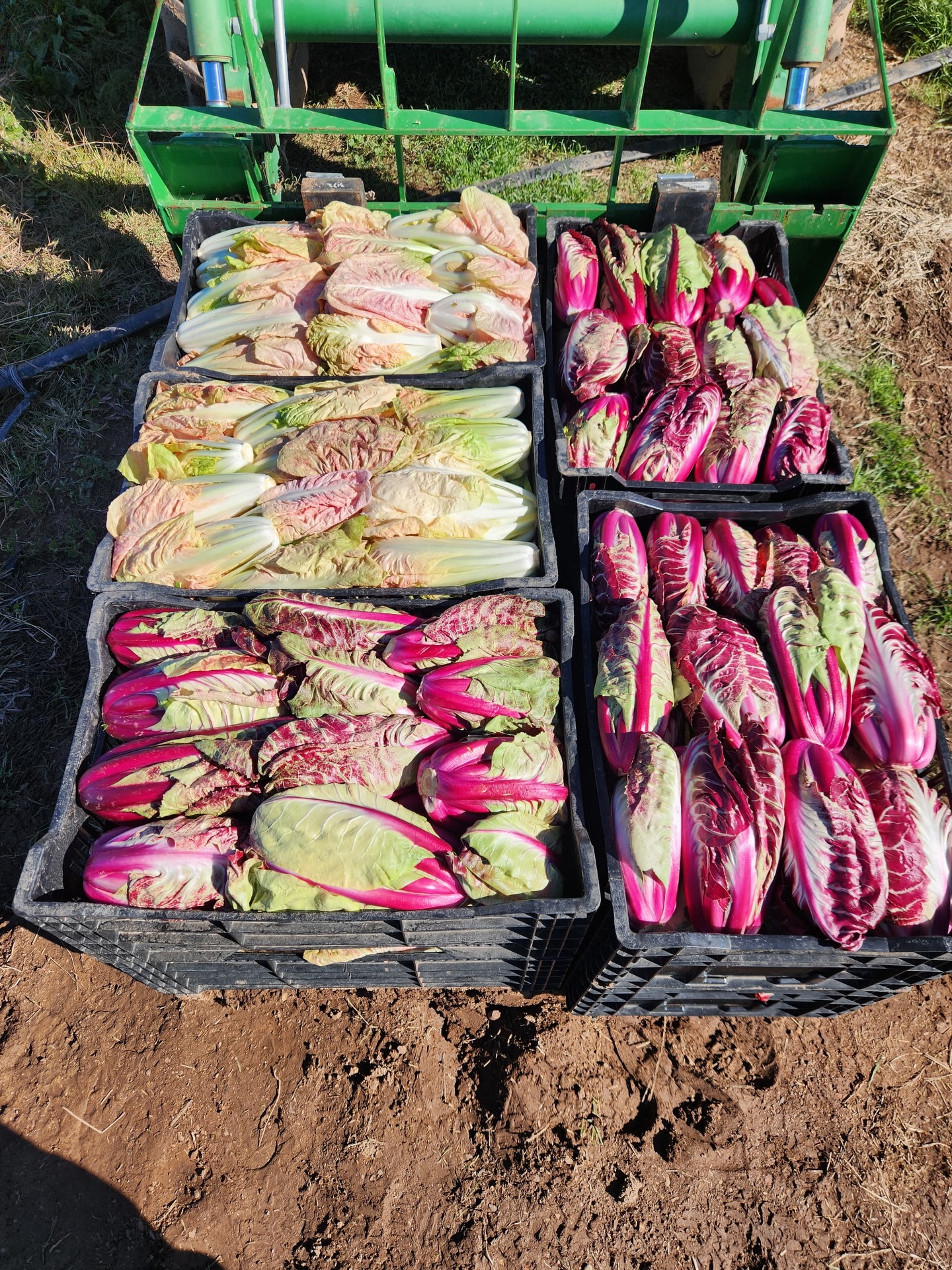 Full Of Life Flatbread Los Alamos