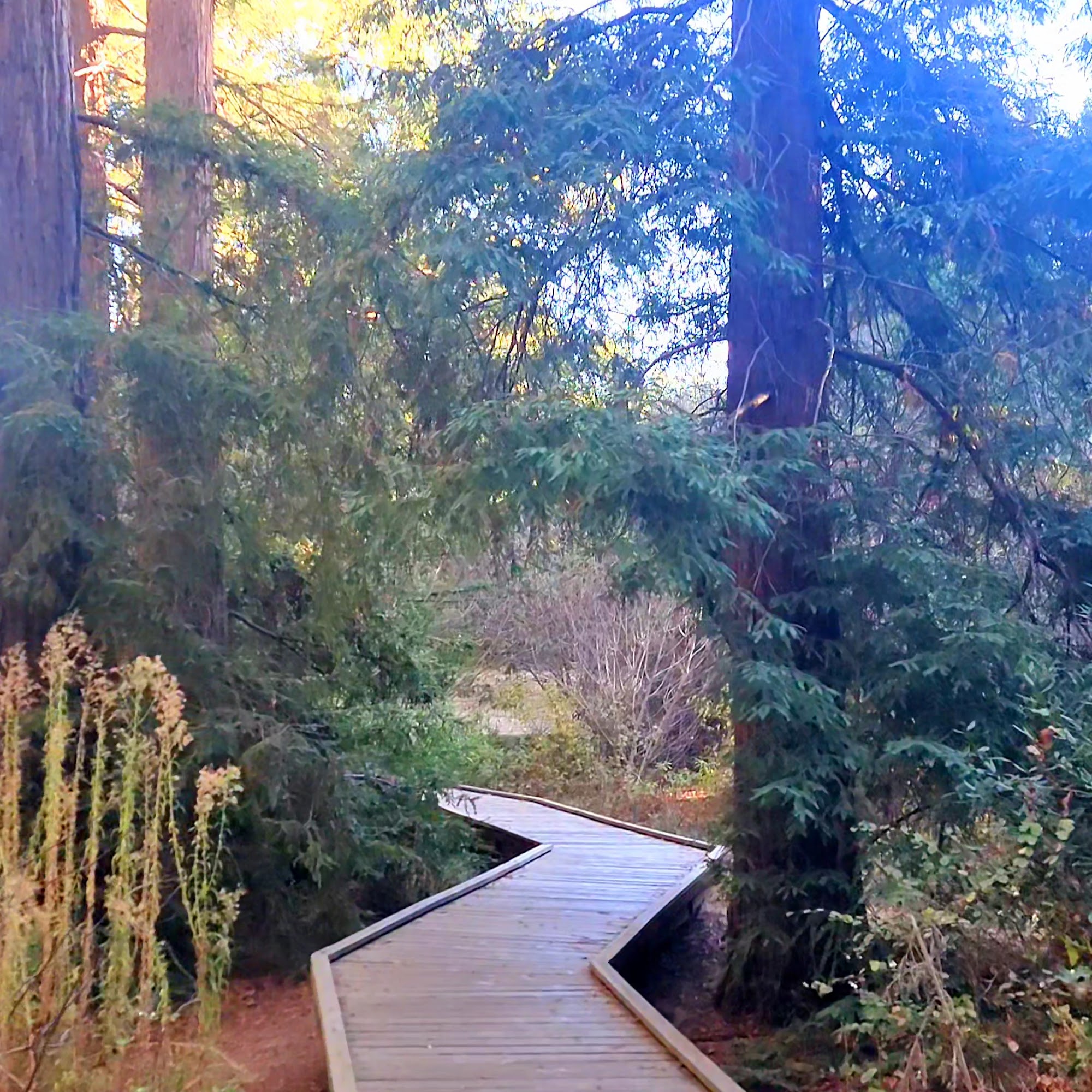 Redwood Grove Nature Preserve Los Altos