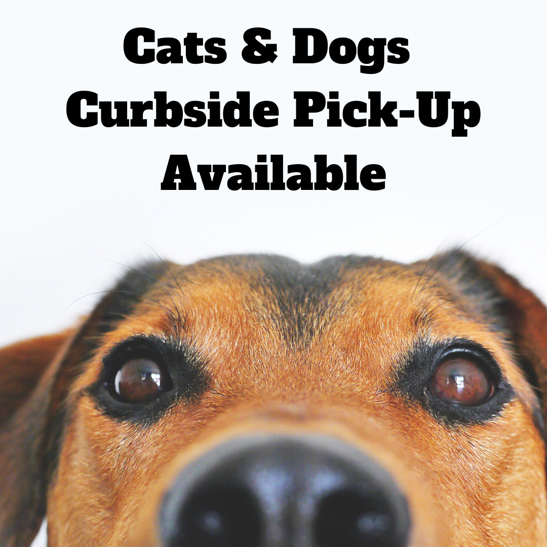 Cats & Dogs Los Angeles