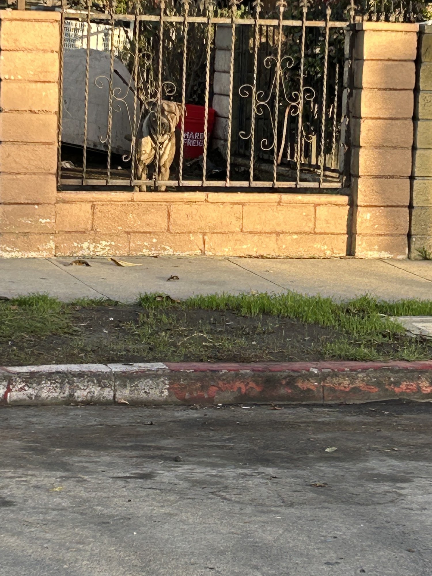 Perfect Pet Rescue Los Angeles