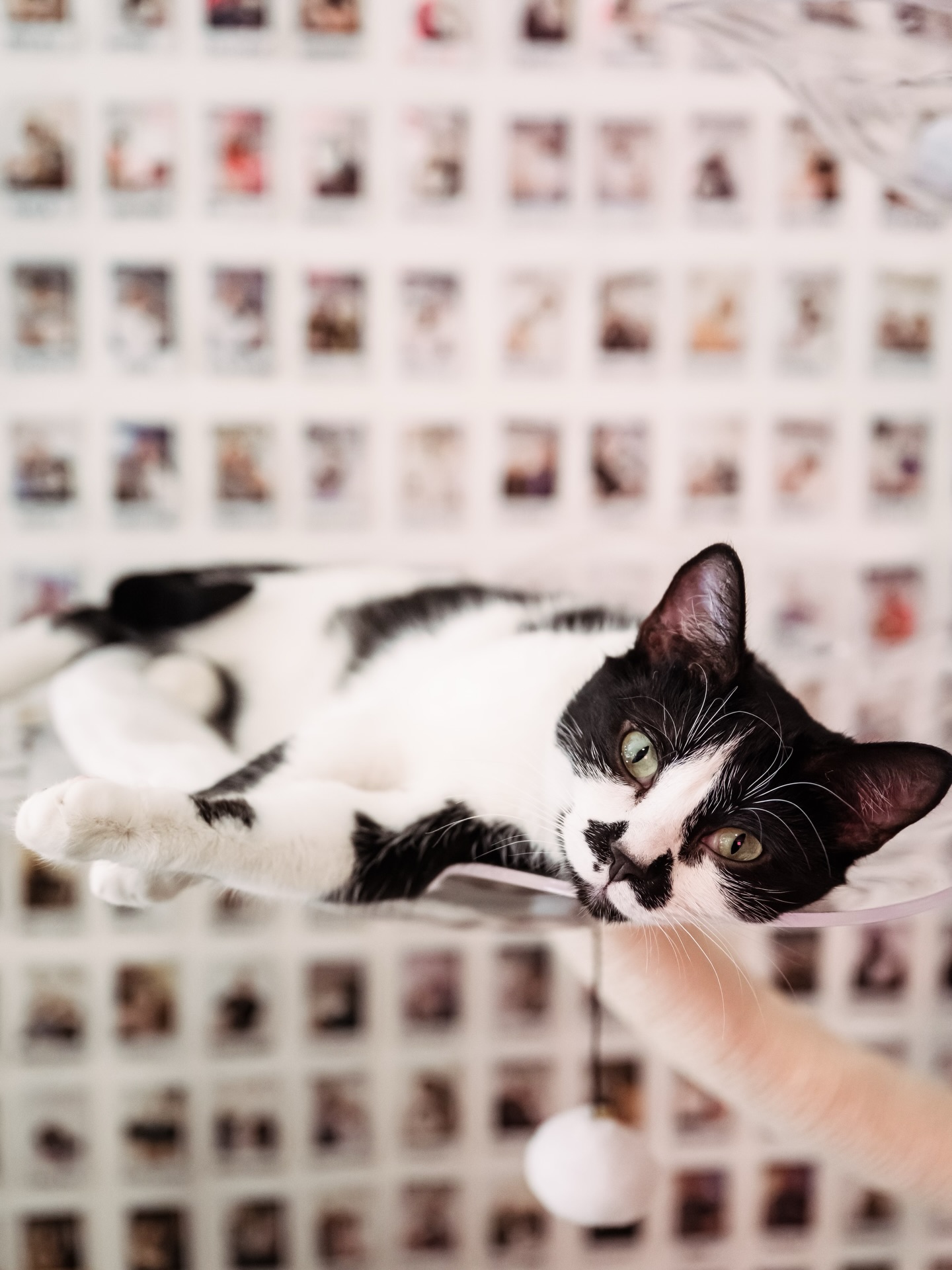 Crumbs & Whiskers | Kitten & Cat Cafe Los Angeles
