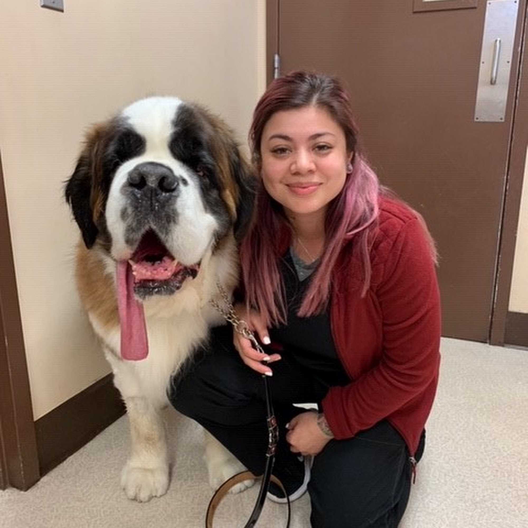 Overland Veterinary Clinic Los Angeles