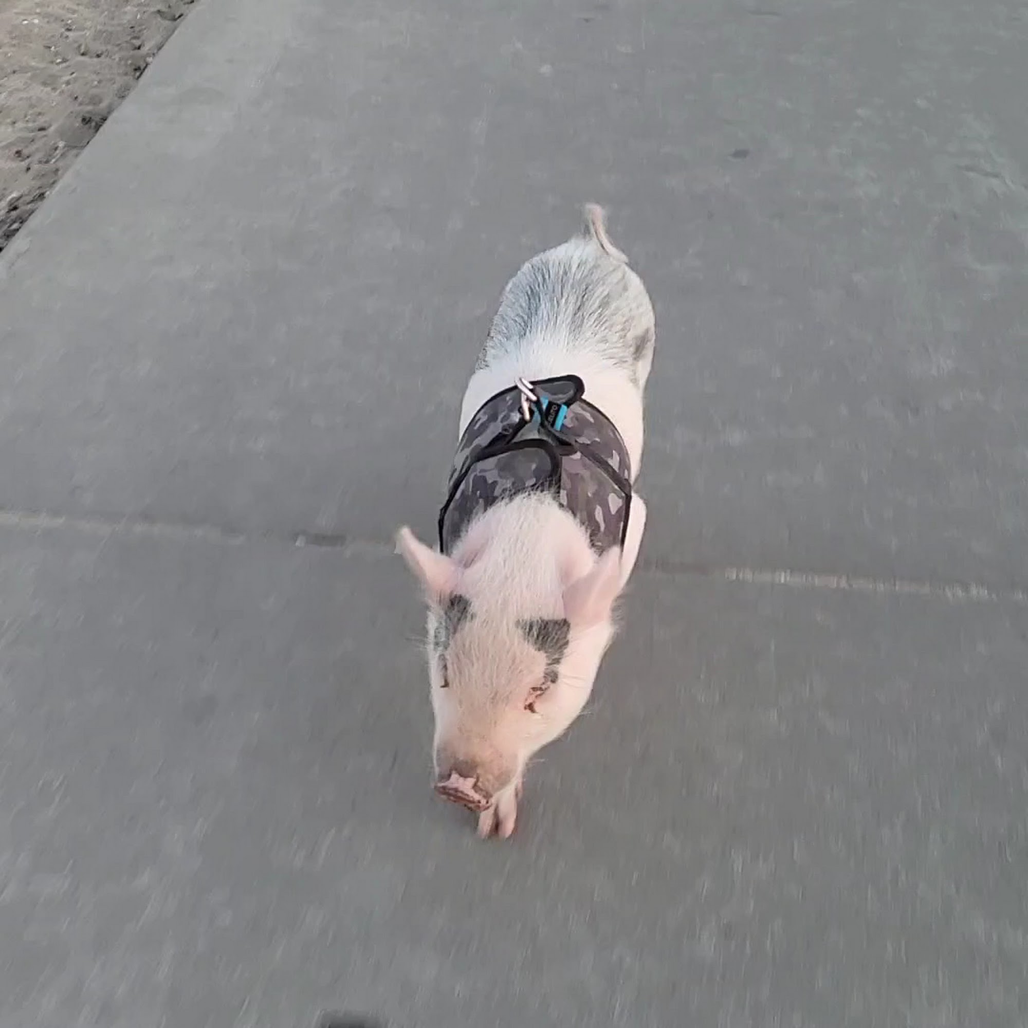 Animal Hospital of South Bay Rolling Hills Los Angeles