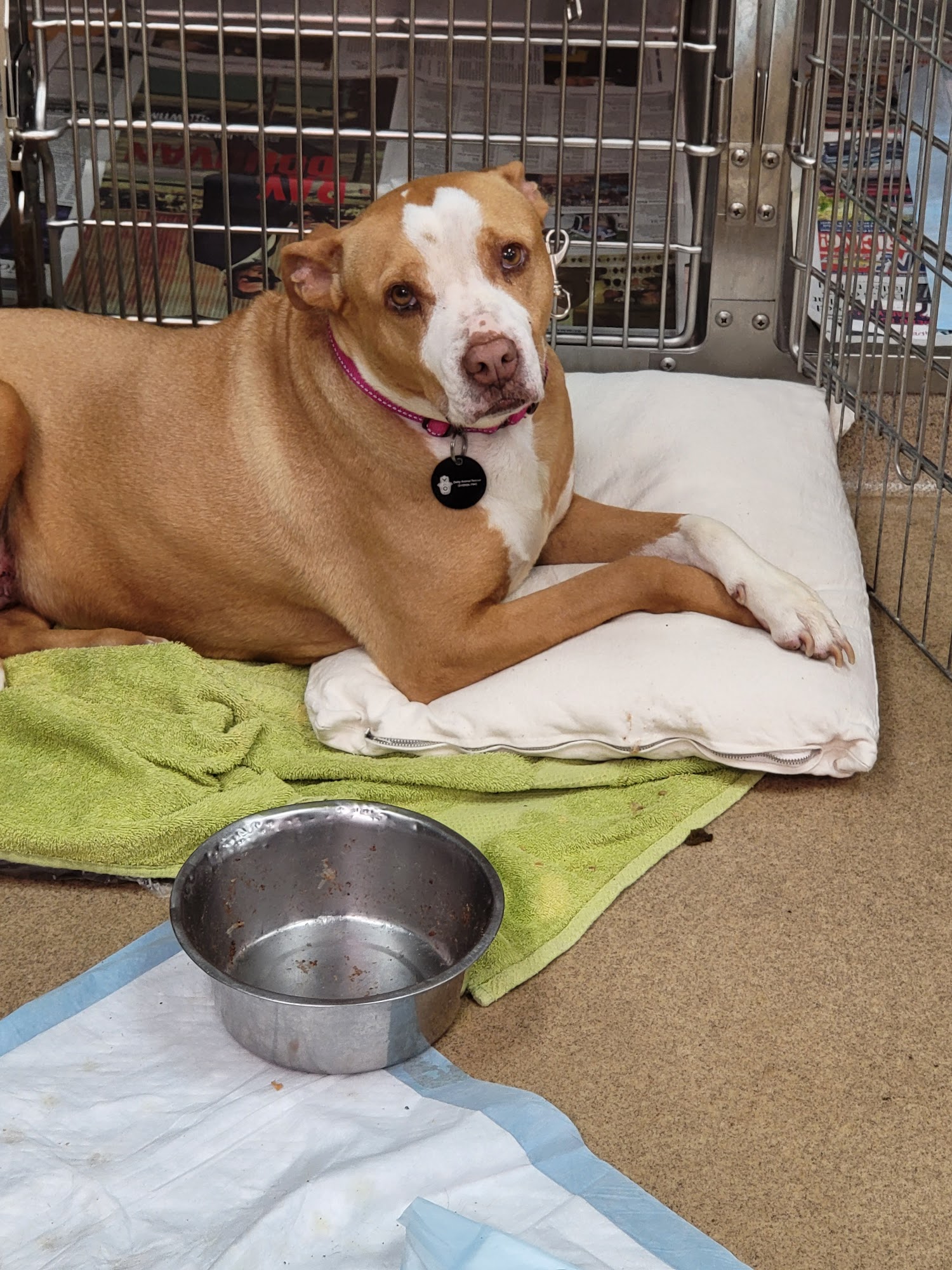 Pasternak Veterinary Center Los Angeles