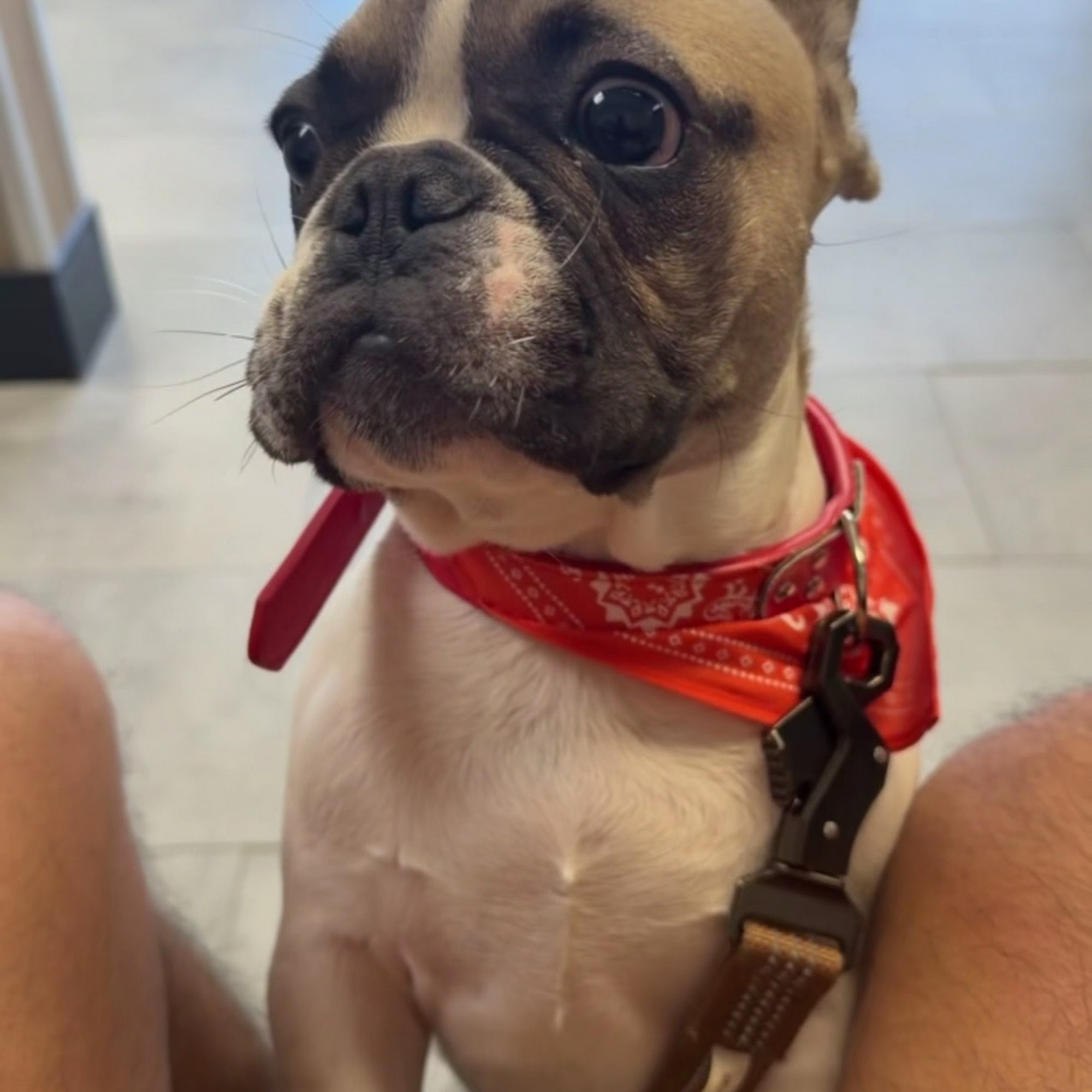 Cahuenga Veterinary Hospital Los Angeles