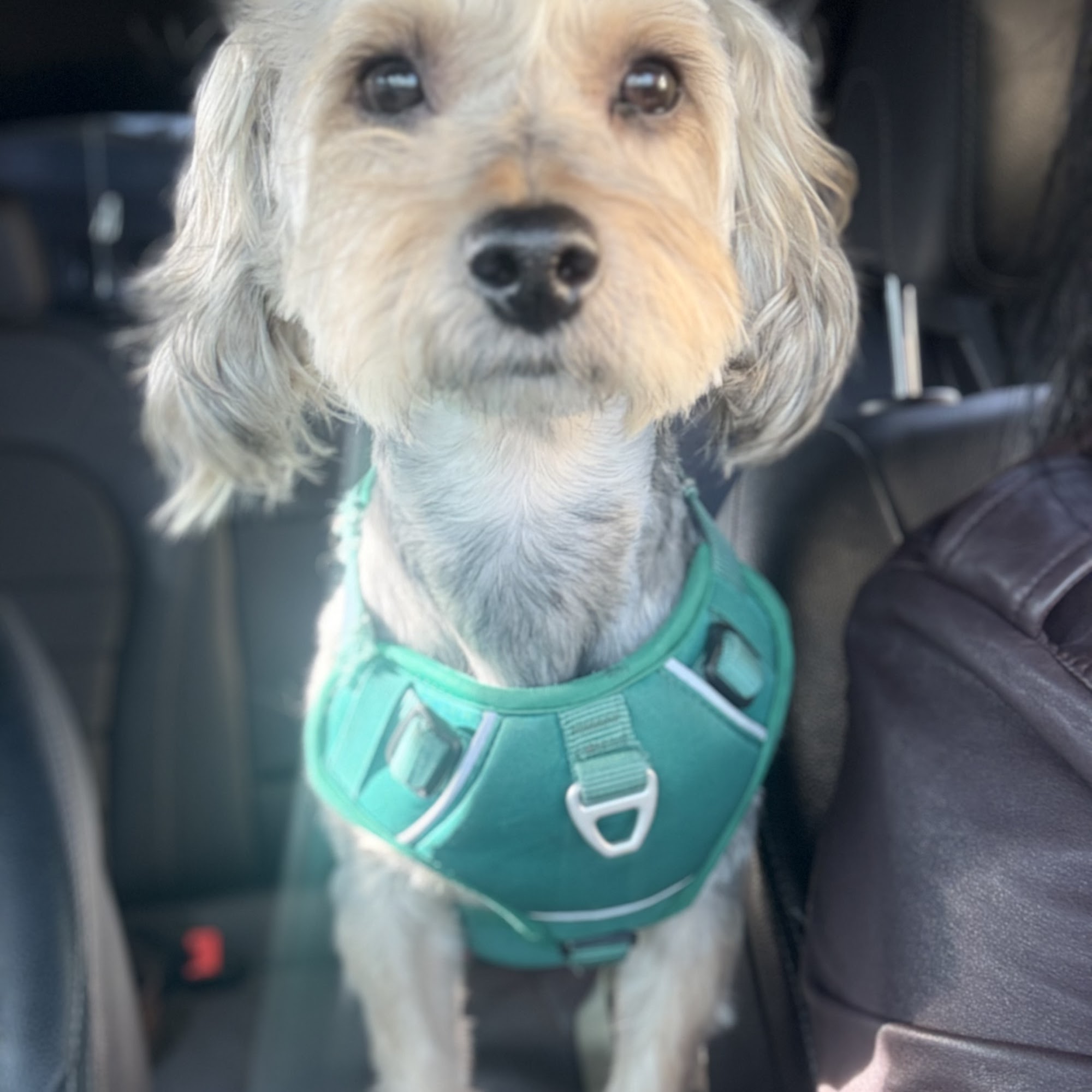 Andy's Pet Grooming Eagle Rock Los Angeles