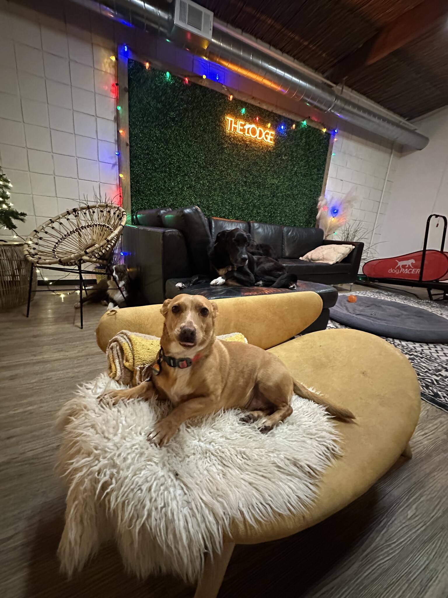 Photo credit: nextdoor