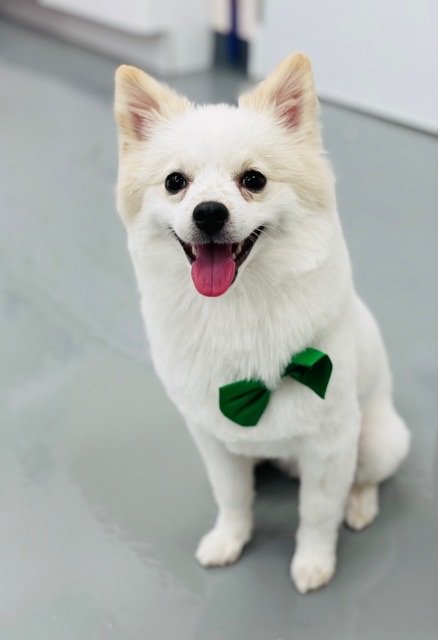 Bubble Pup Salon Los Angeles