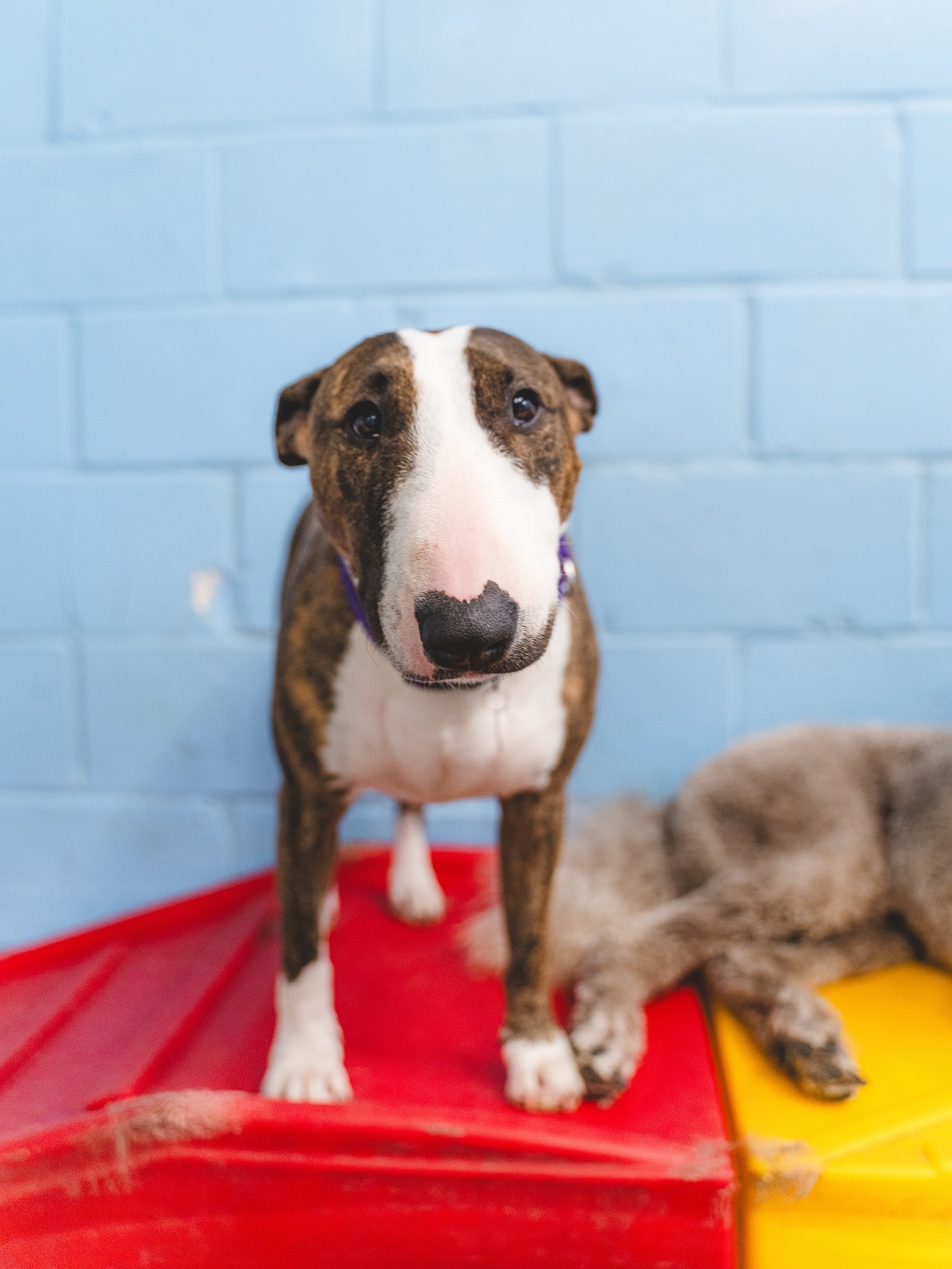 Doggie Central Los Angeles