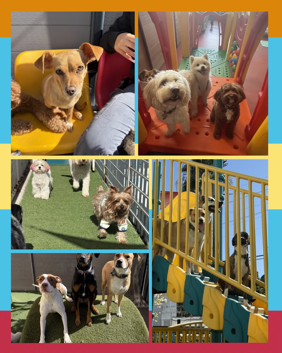 South Park Doggie - Doggieland LA Los Angeles