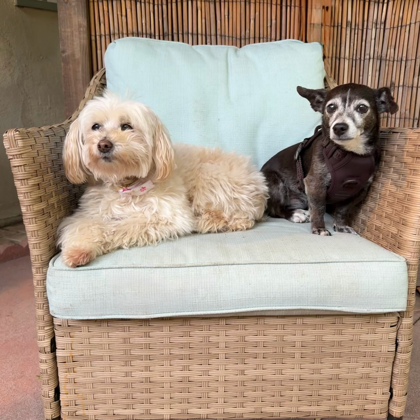 Happy Heart Pet Care Los Angeles