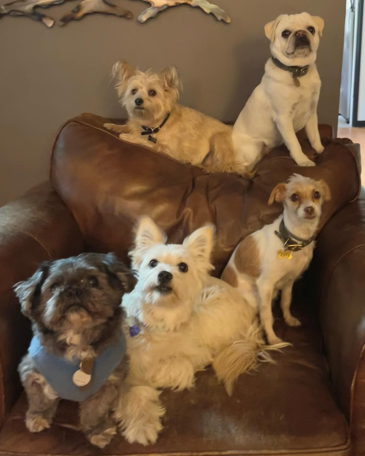 Happy Heart Pet Care Los Angeles